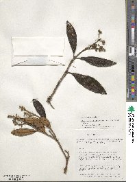 Miconia neriifolia image