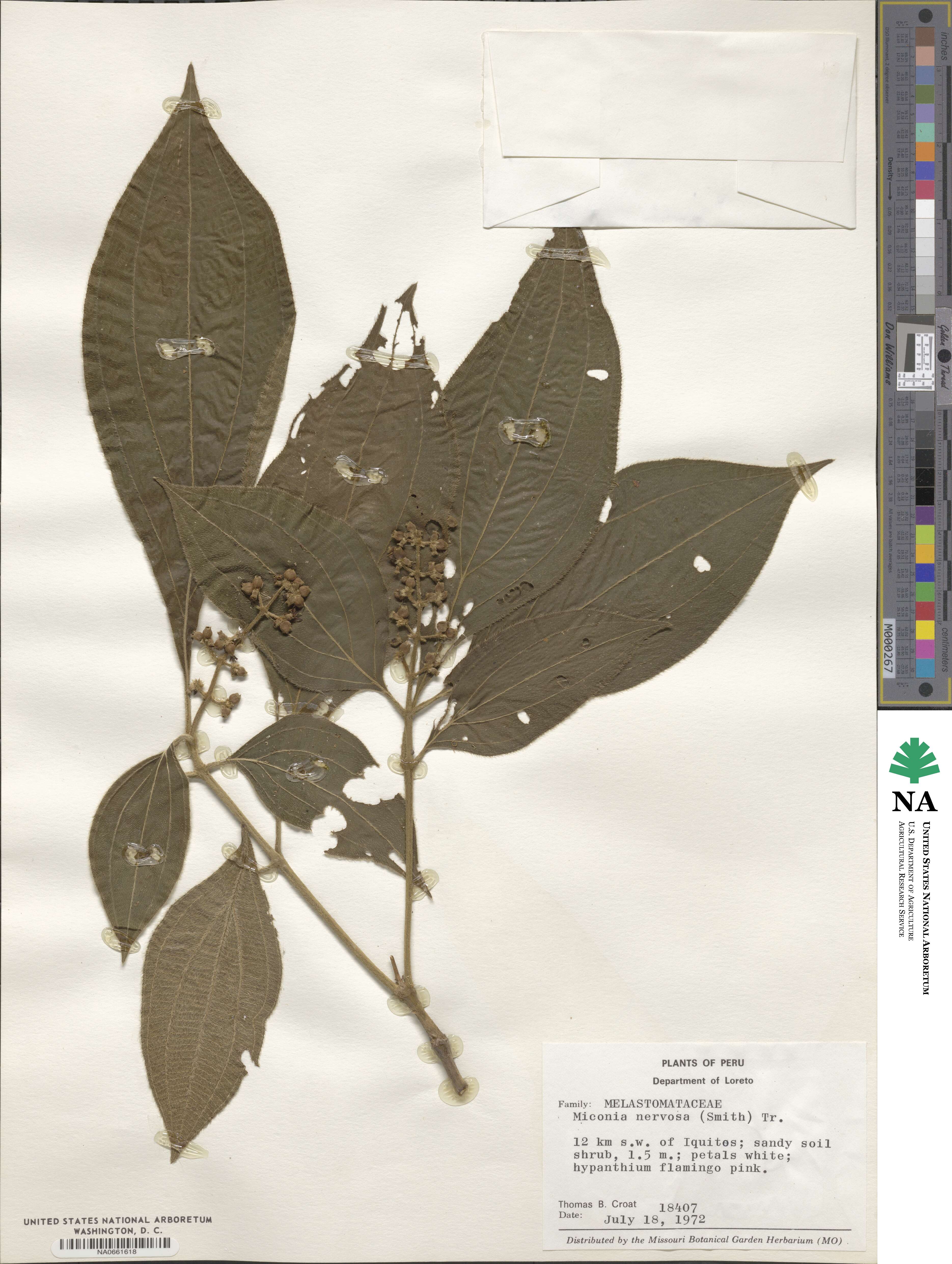 Miconia nervosa image