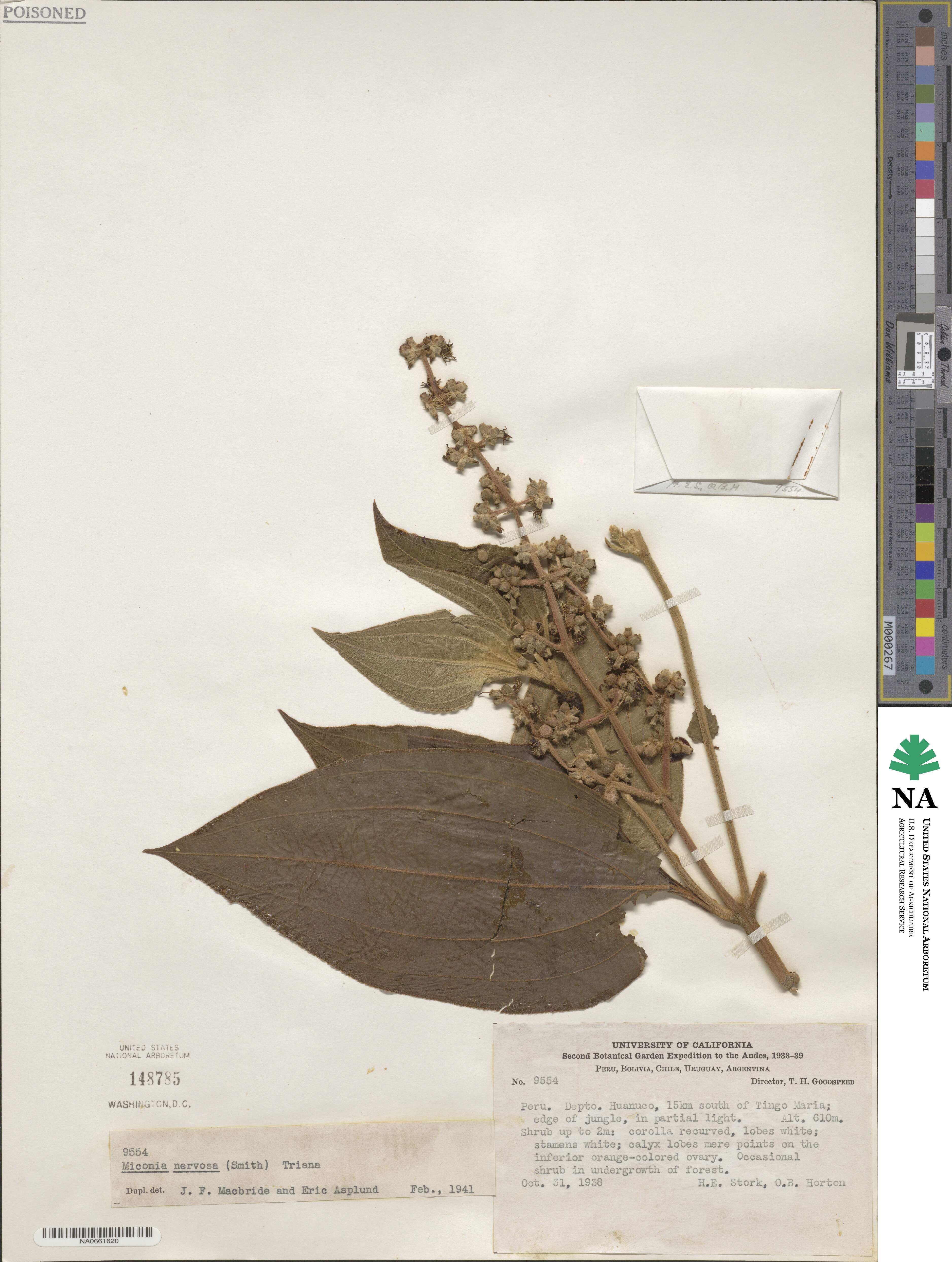 Miconia nervosa image