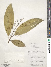 Miconia nutans image