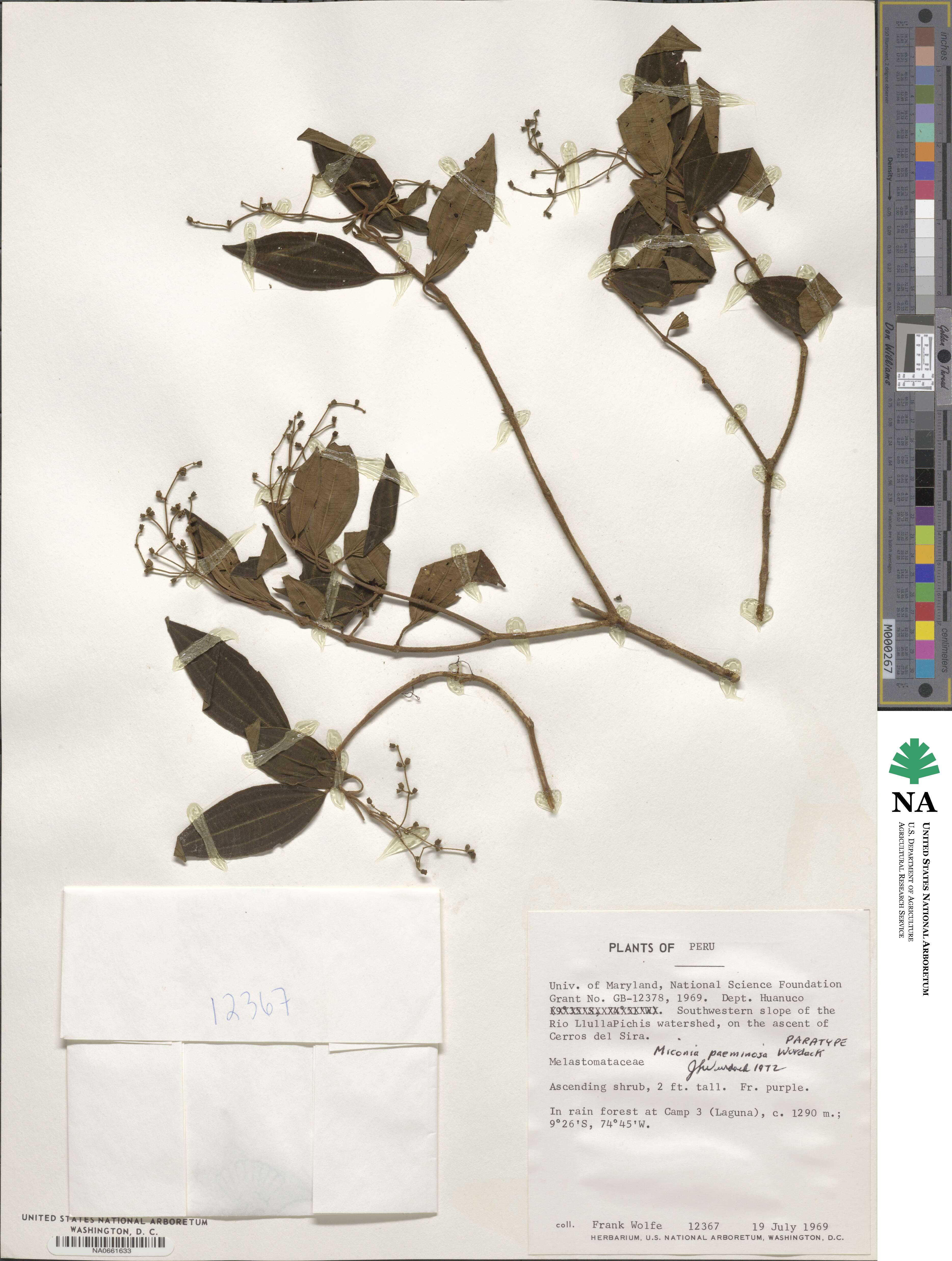 Miconia paeminosa image