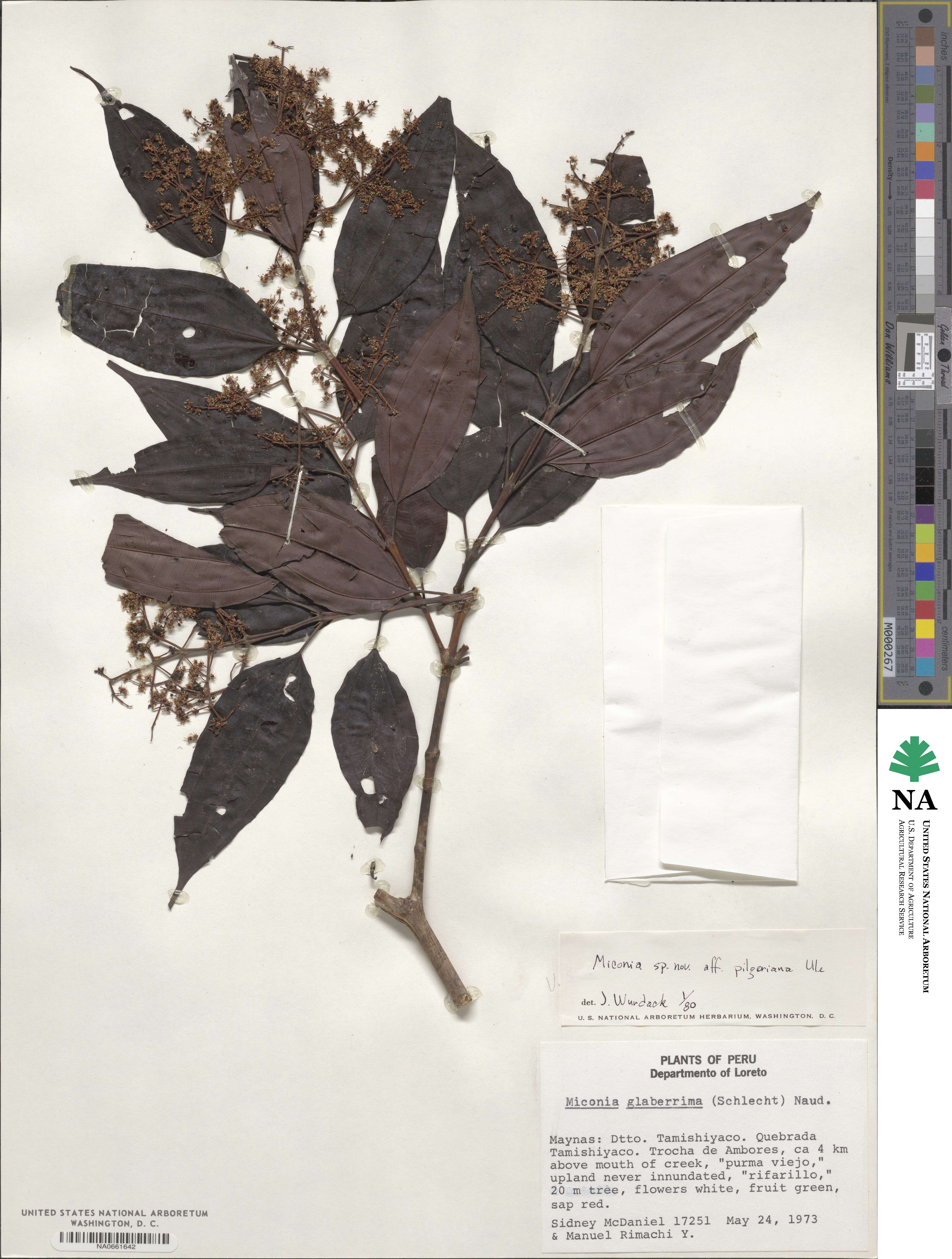 Miconia dolichorrhyncha image