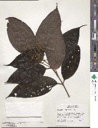 Miconia dolichorrhyncha image