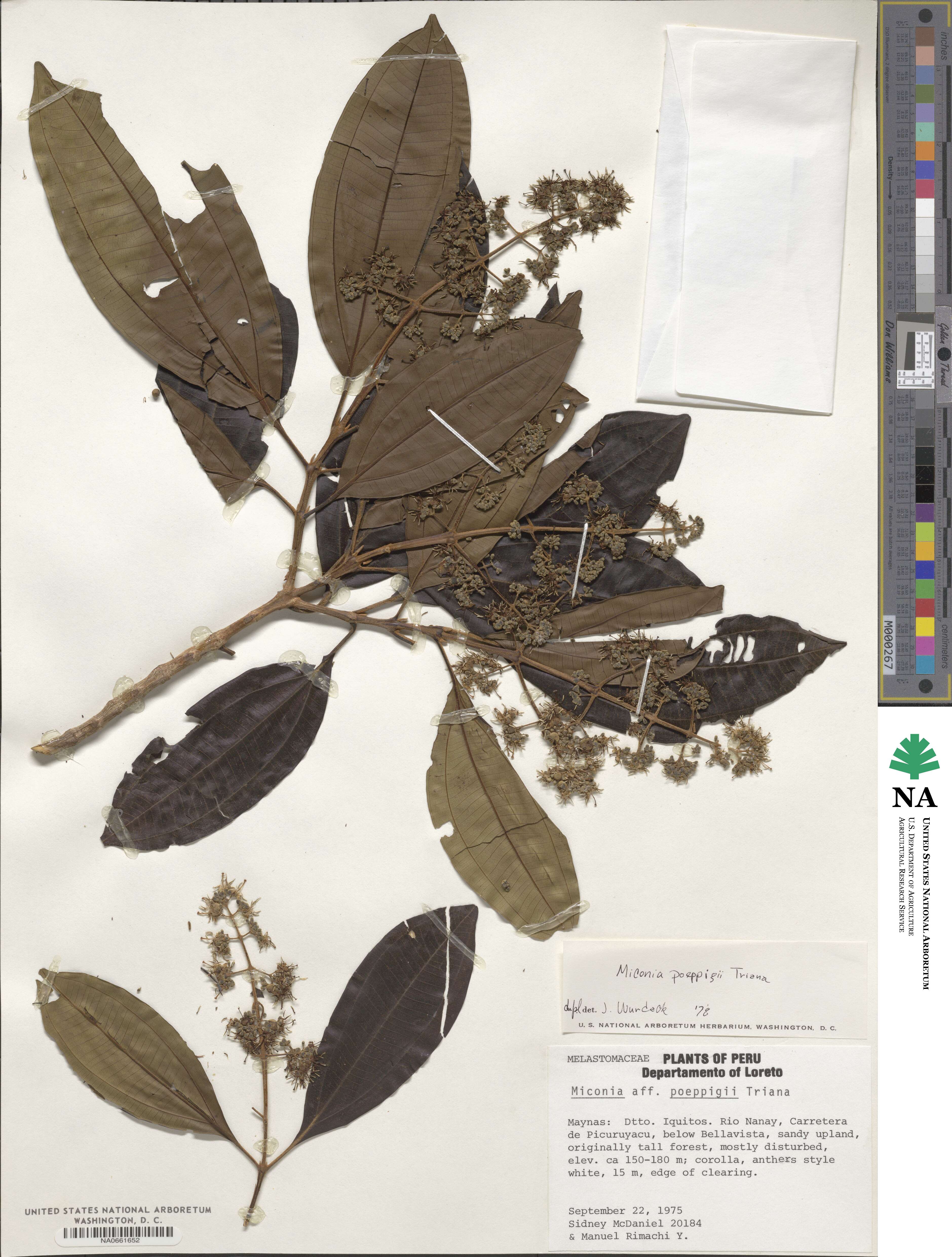 Miconia poeppigii image
