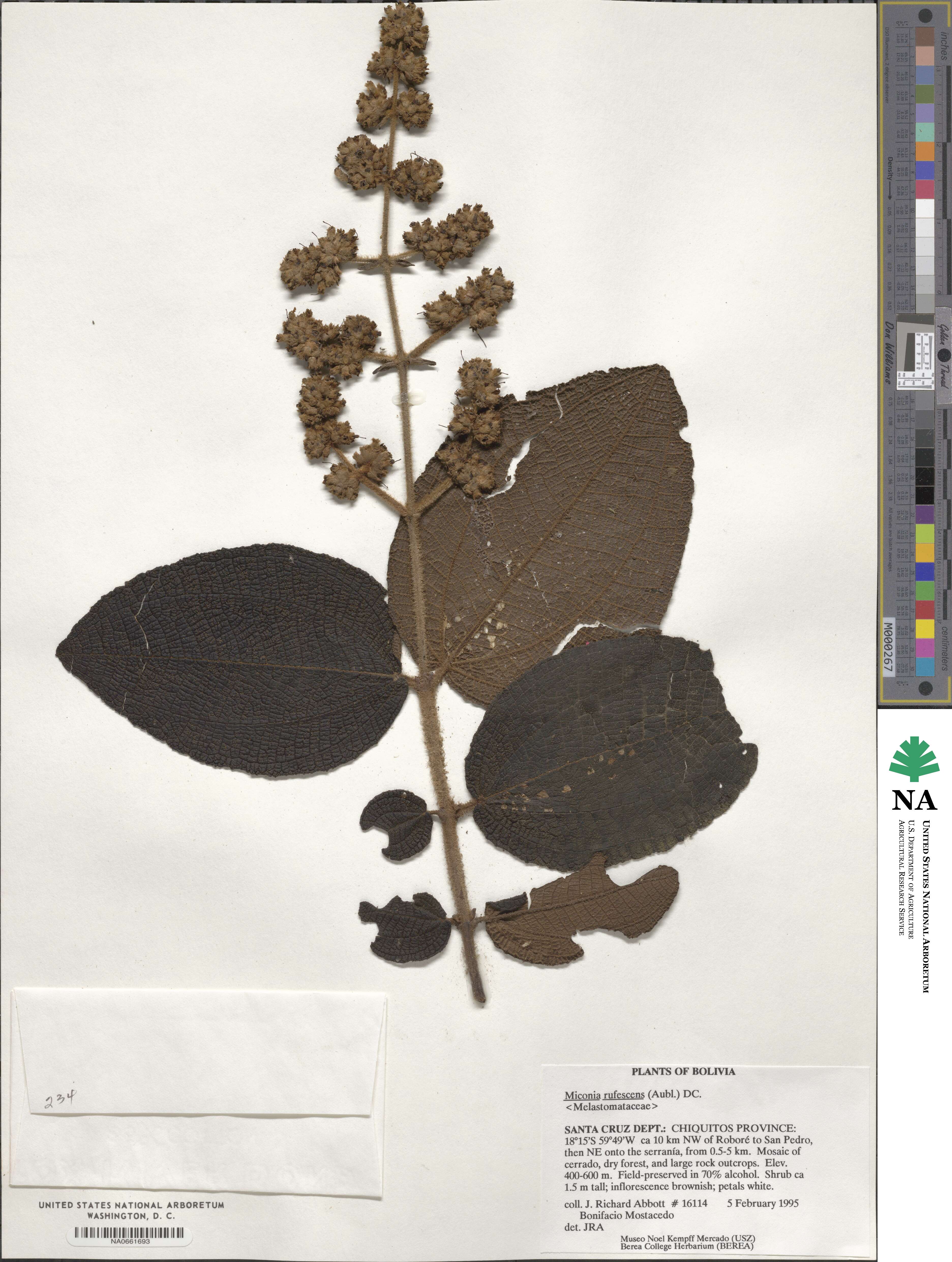 Miconia rufescens image