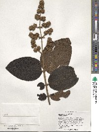 Miconia rufescens image