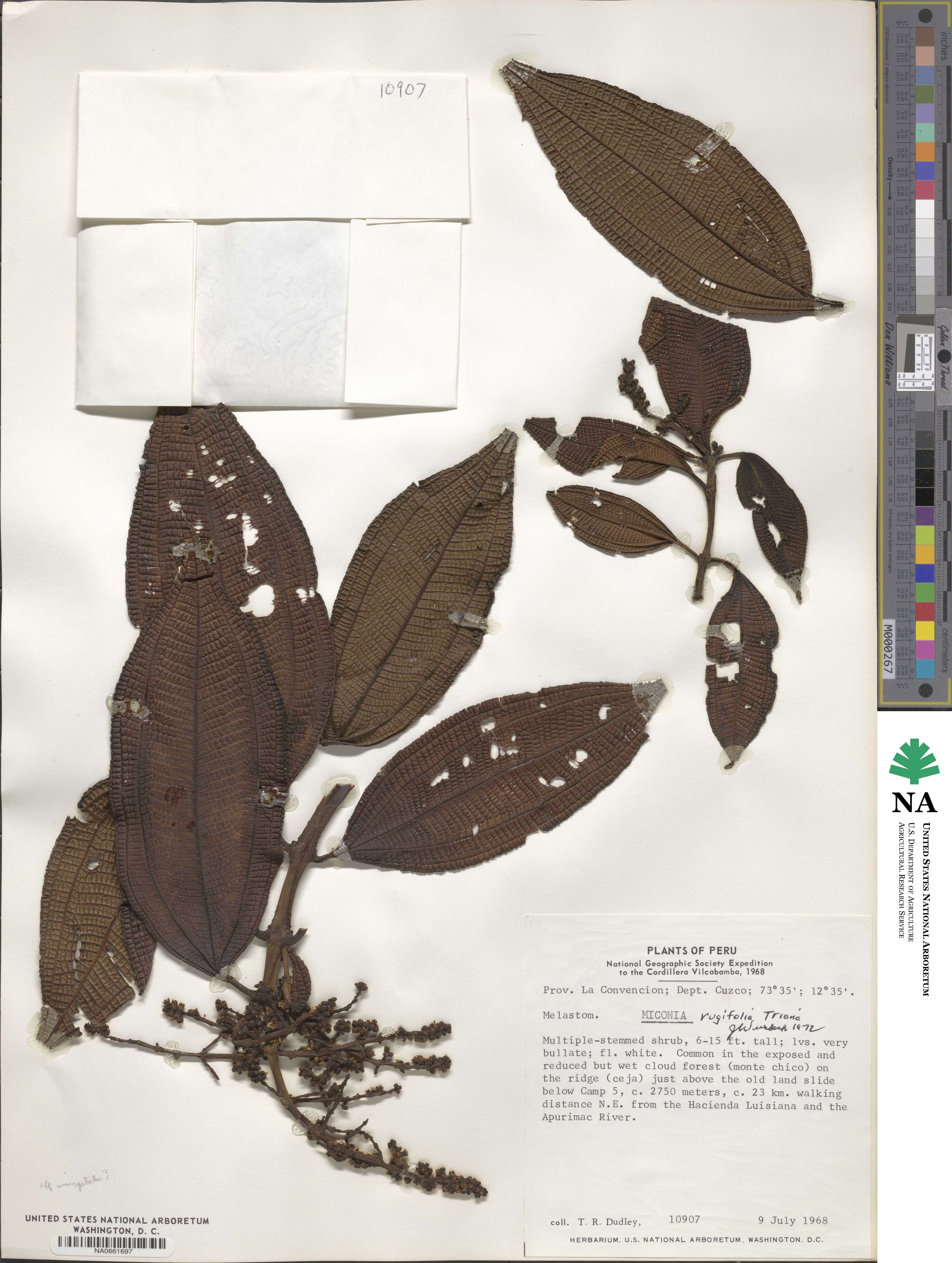Miconia rugifolia image