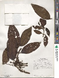 Miconia rugifolia image