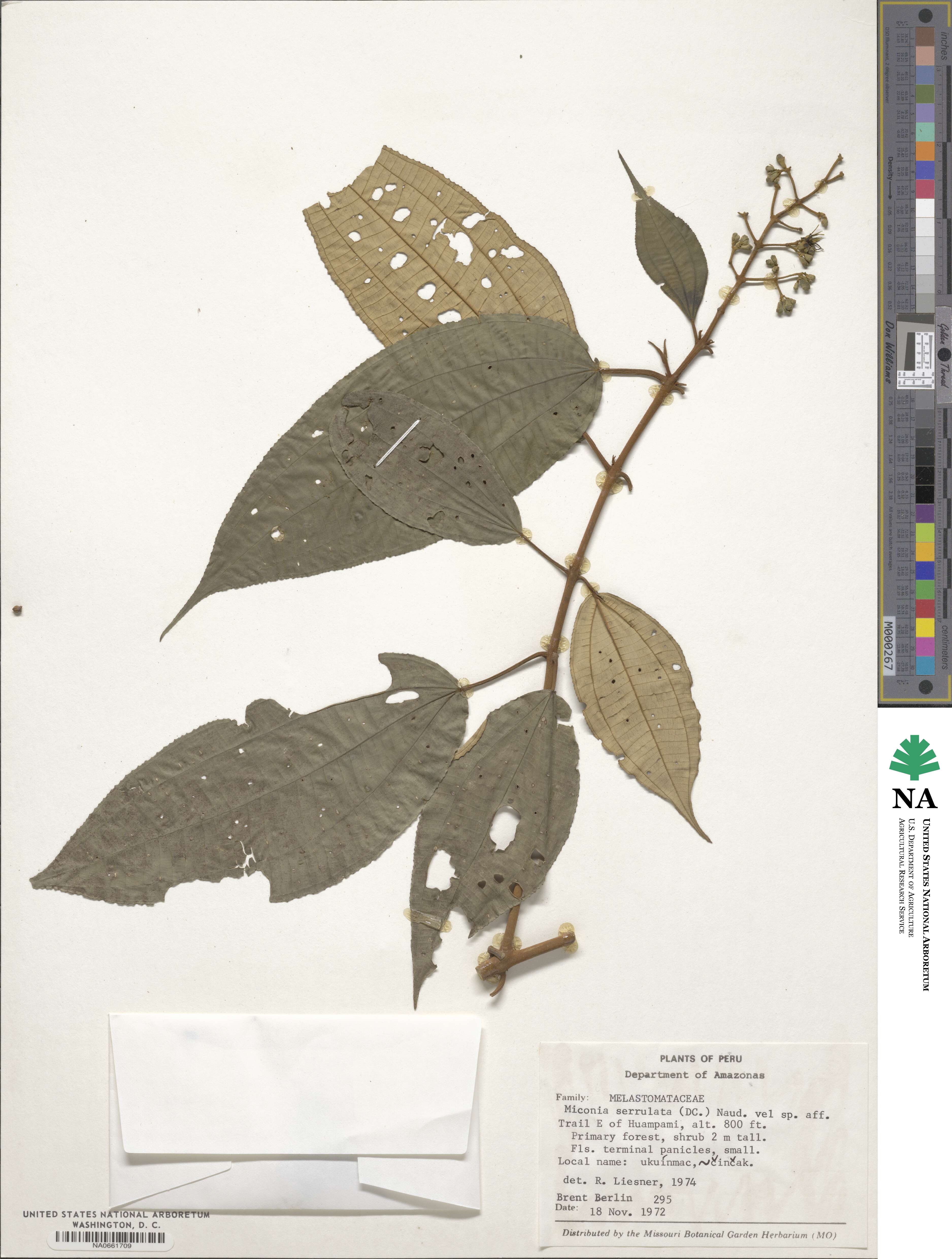 Miconia serrulata image