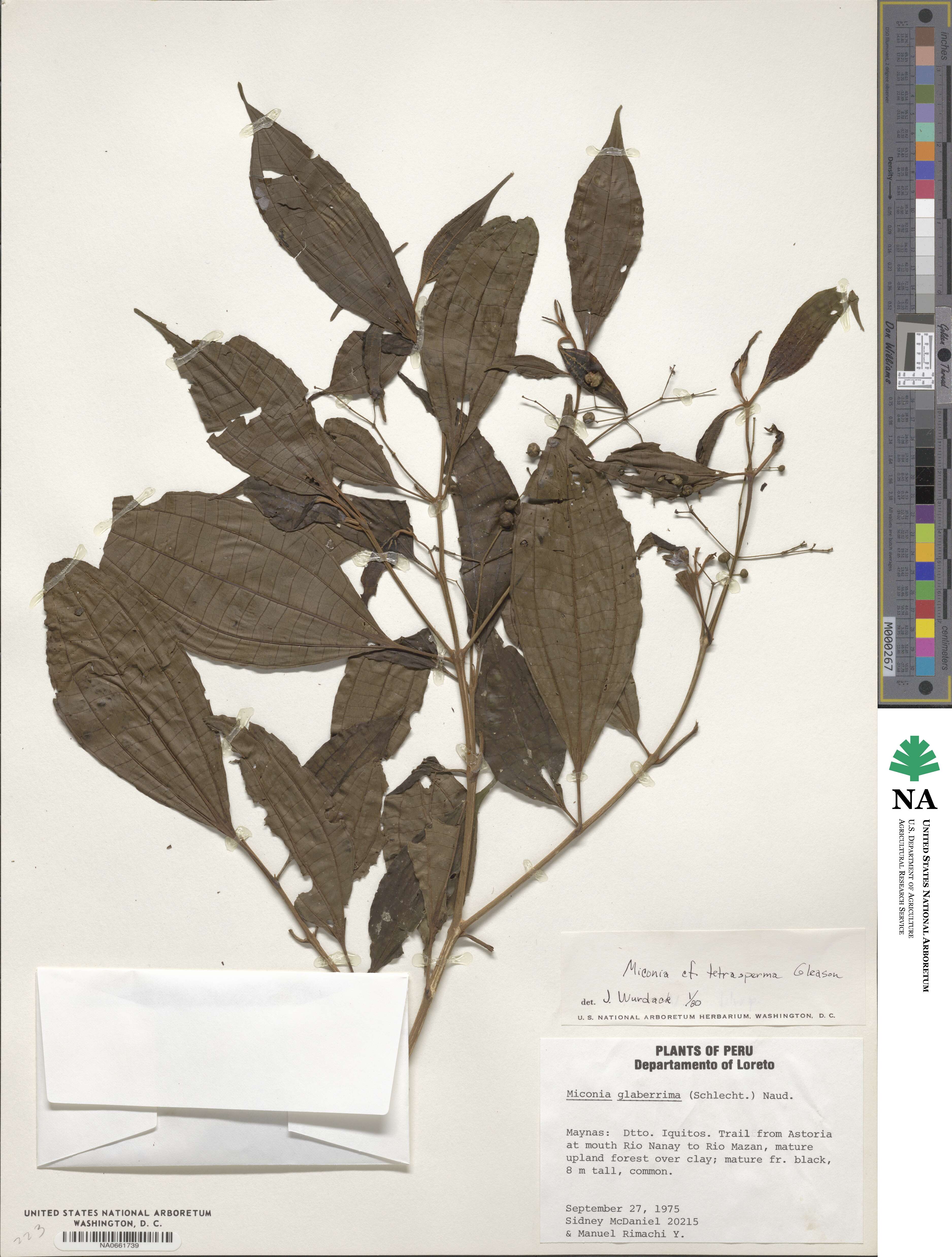 Miconia tetrasperma image