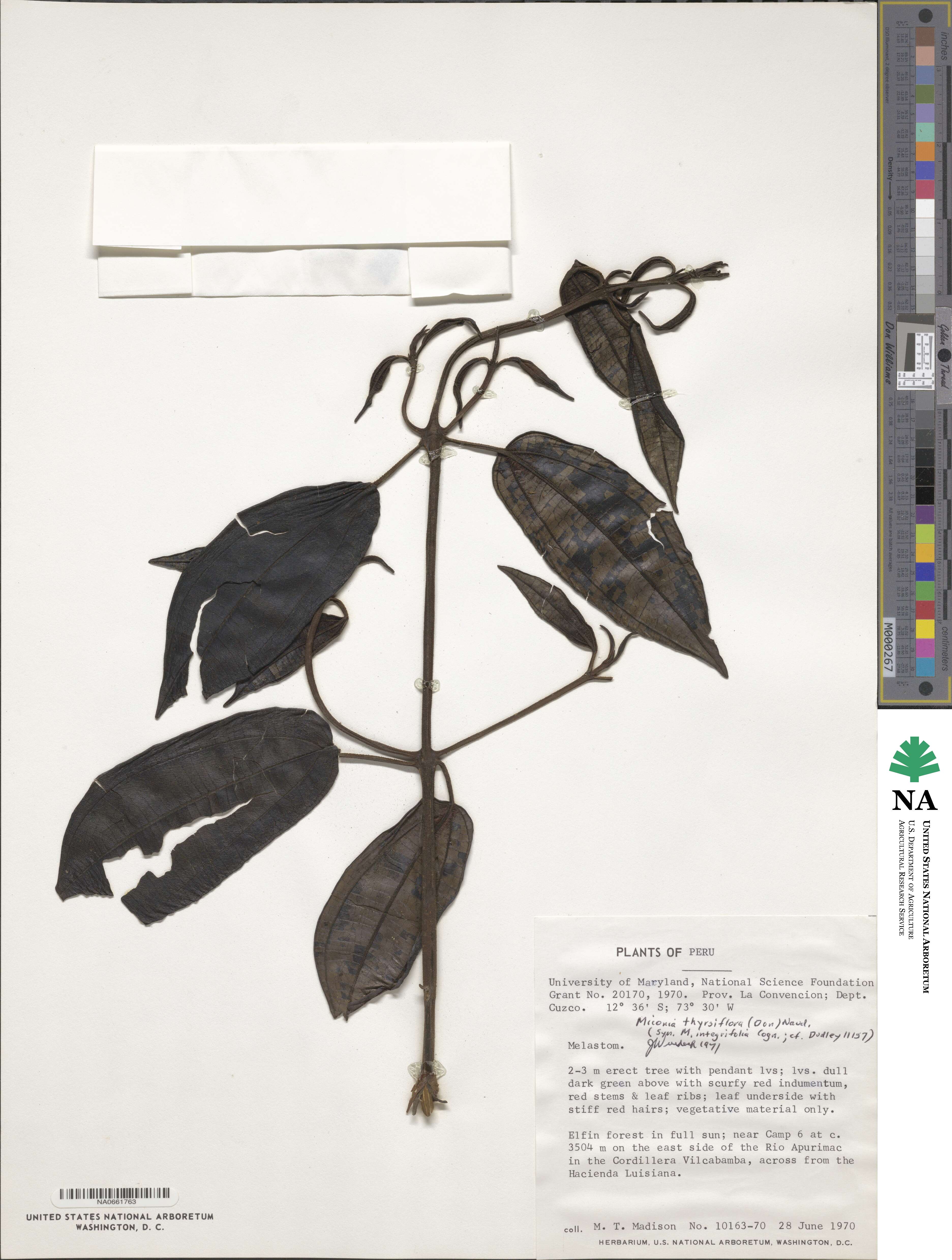 Miconia thyrsiflora image