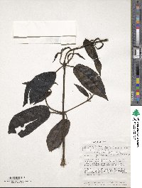 Miconia thyrsiflora image