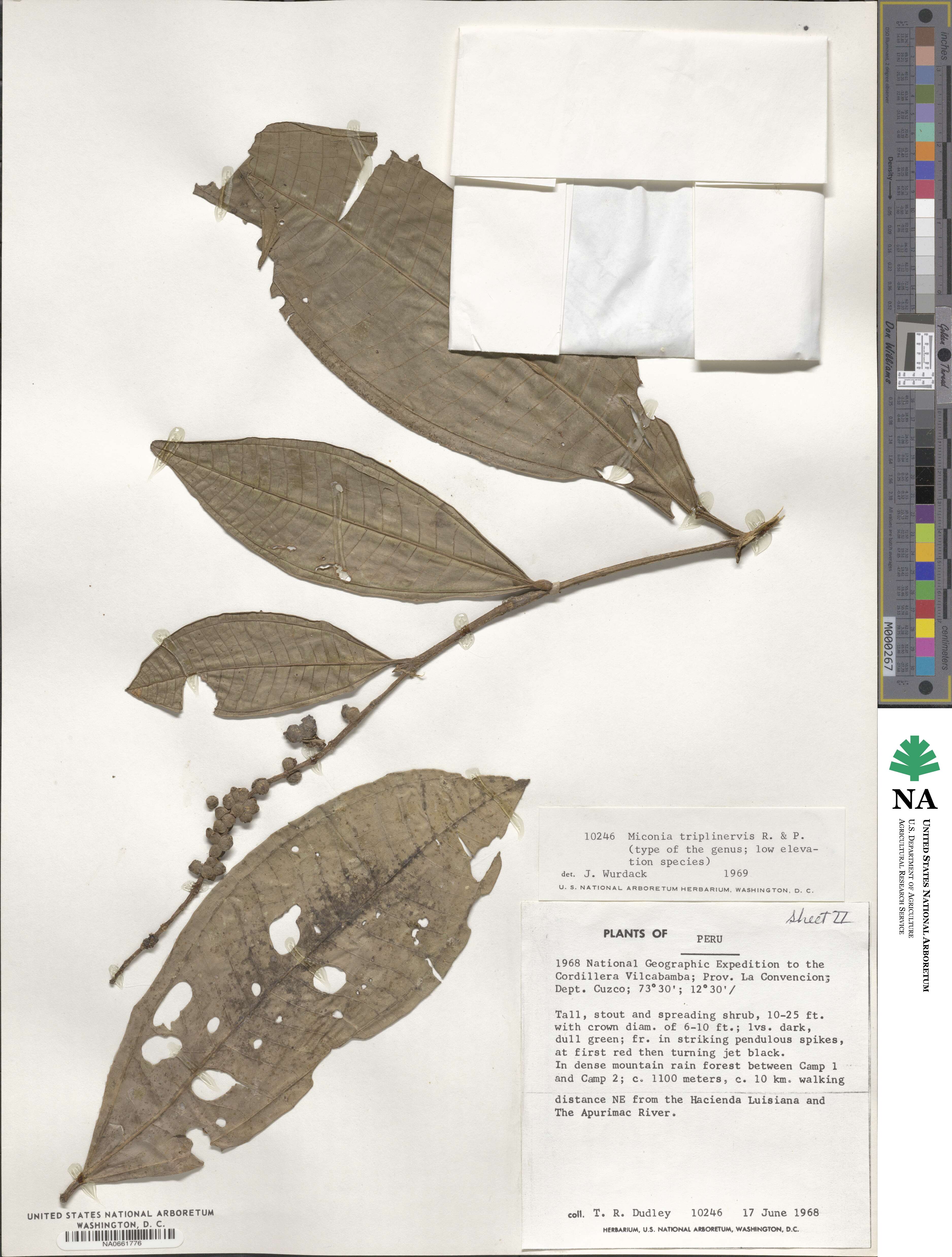 Miconia triplinervis image