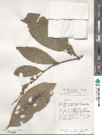 Miconia triplinervis image