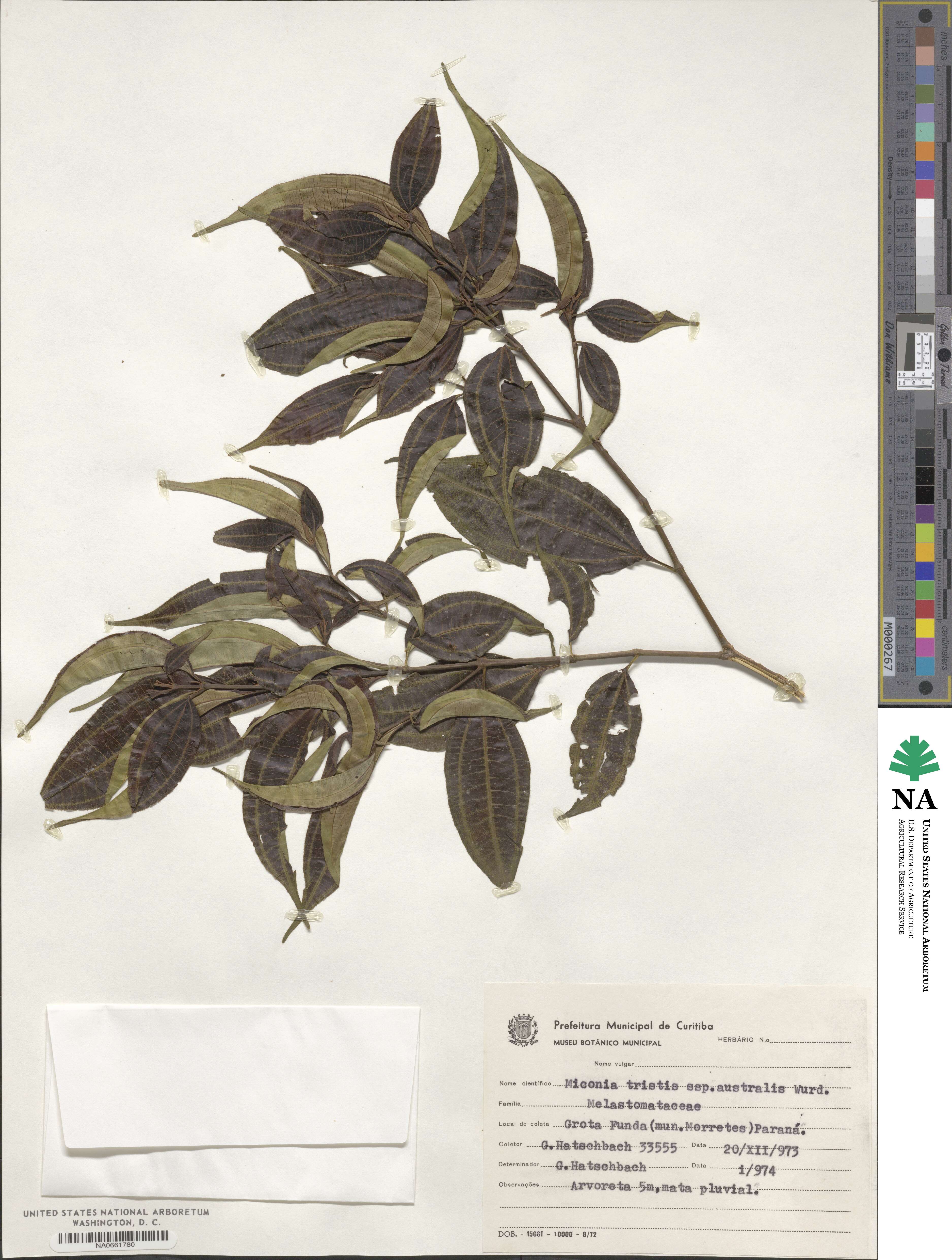 Miconia tristis subsp. australis image