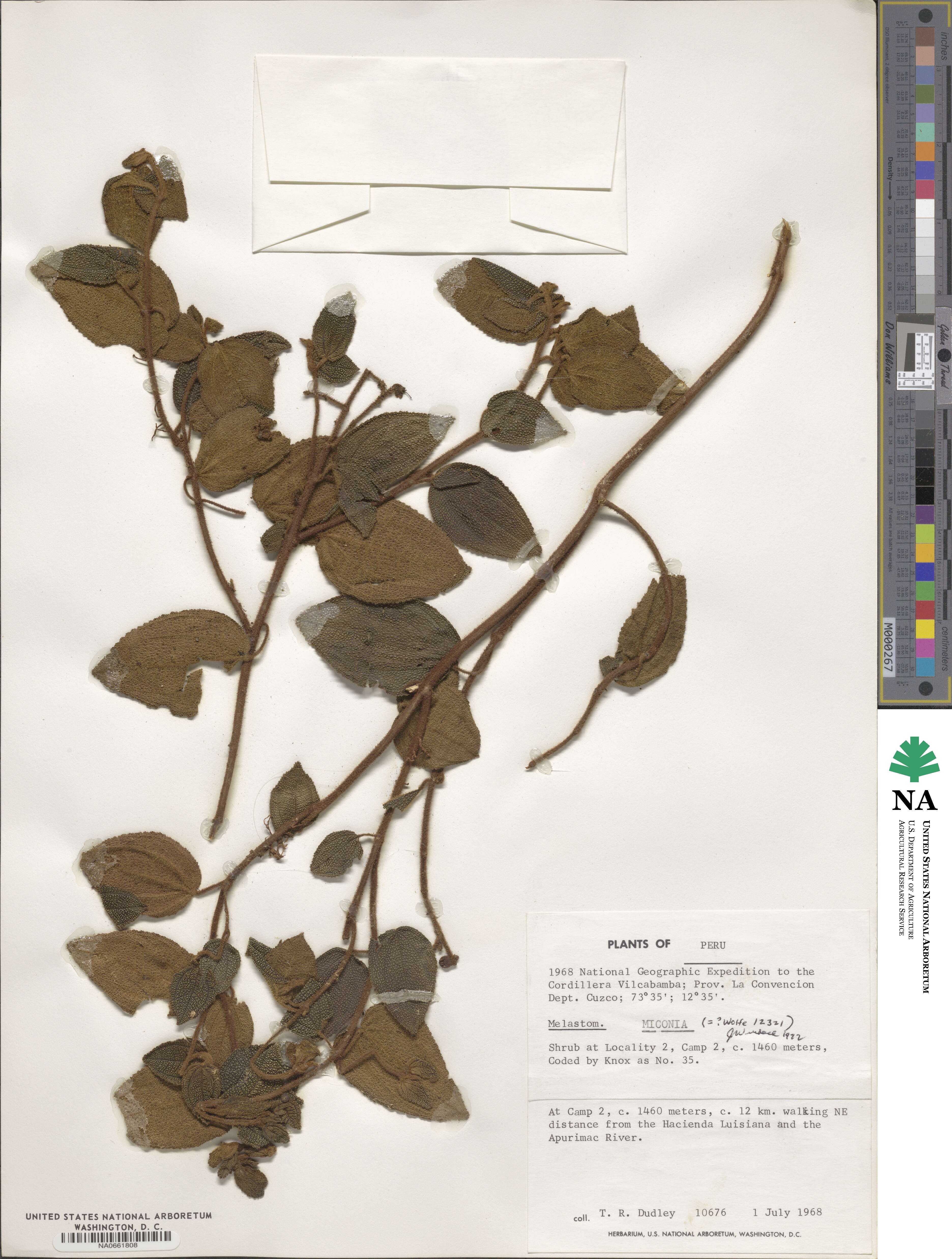 Miconia image