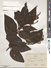 Miconia aeruginosa image