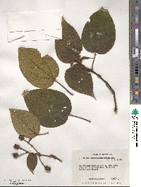 Miconia eggersii image