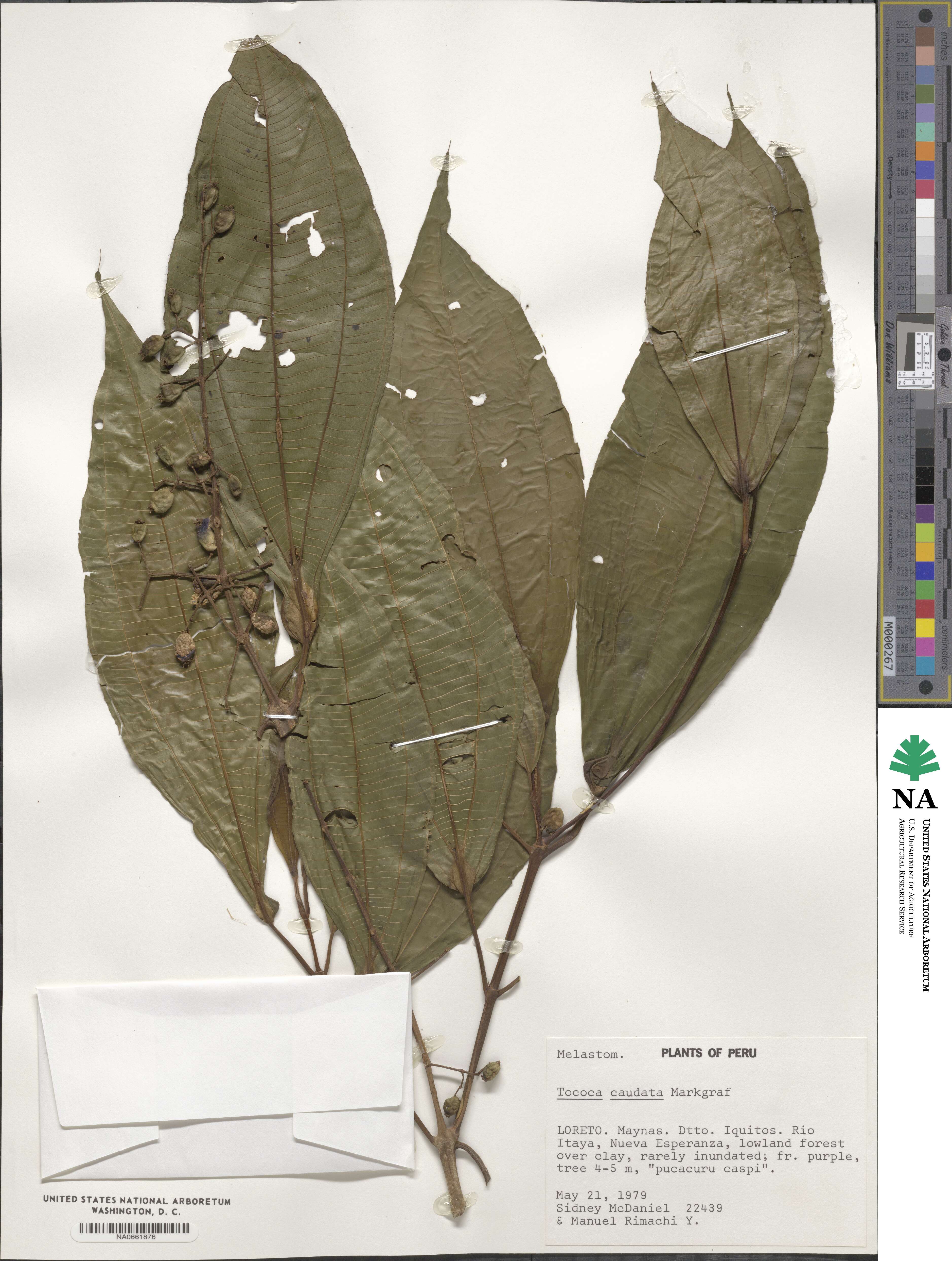 Miconia tococaudata image