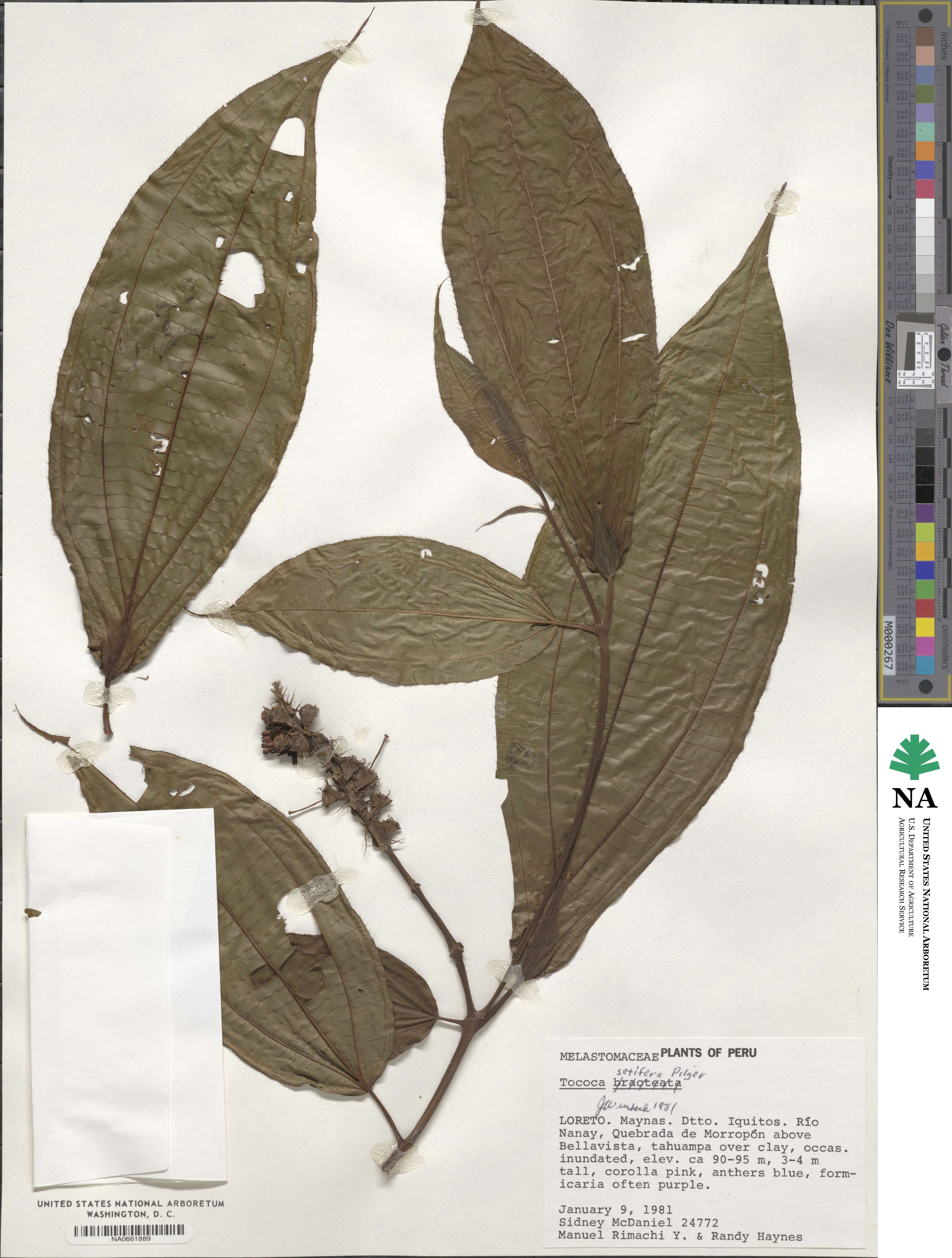 Miconia setifera image