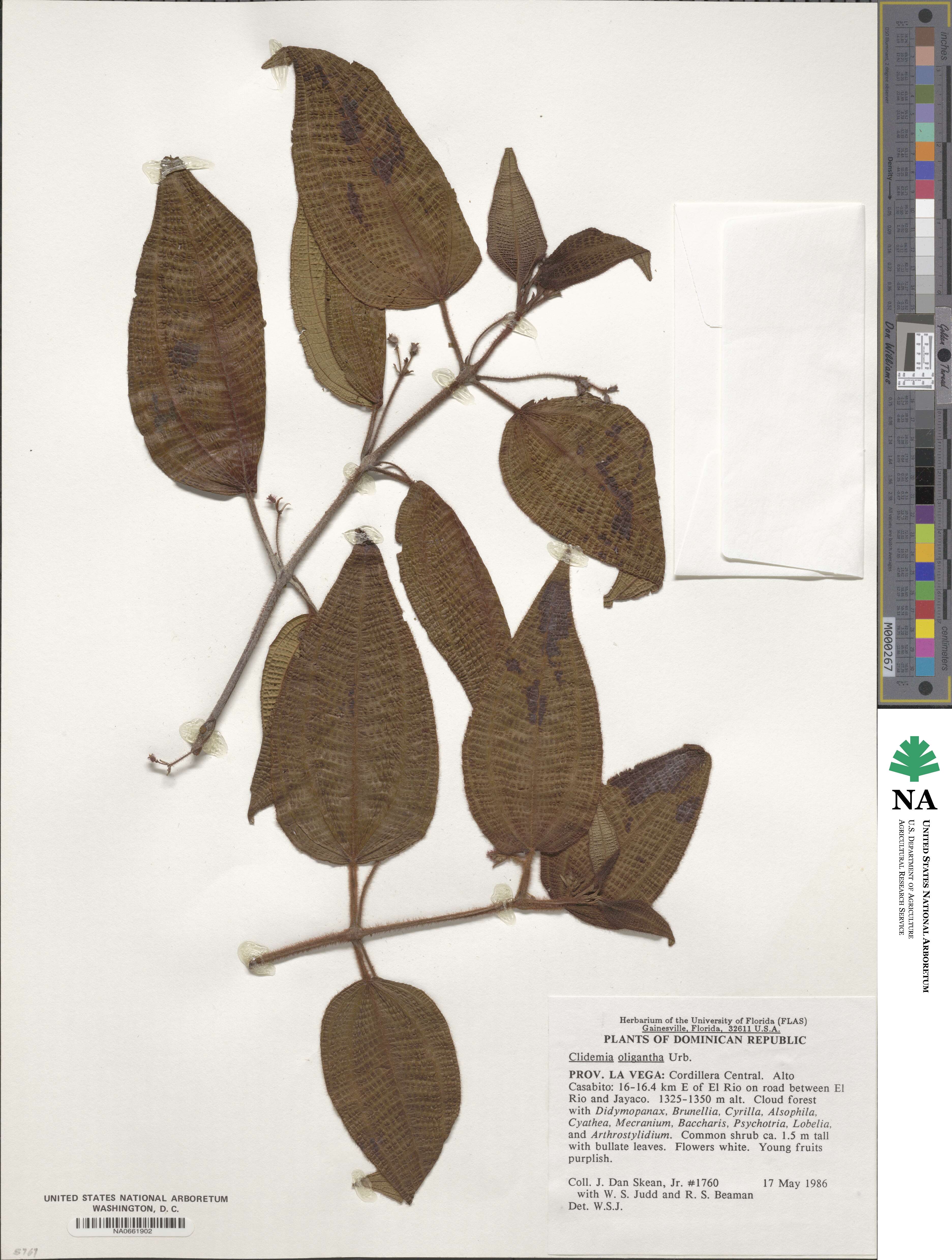 Miconia spanantha image