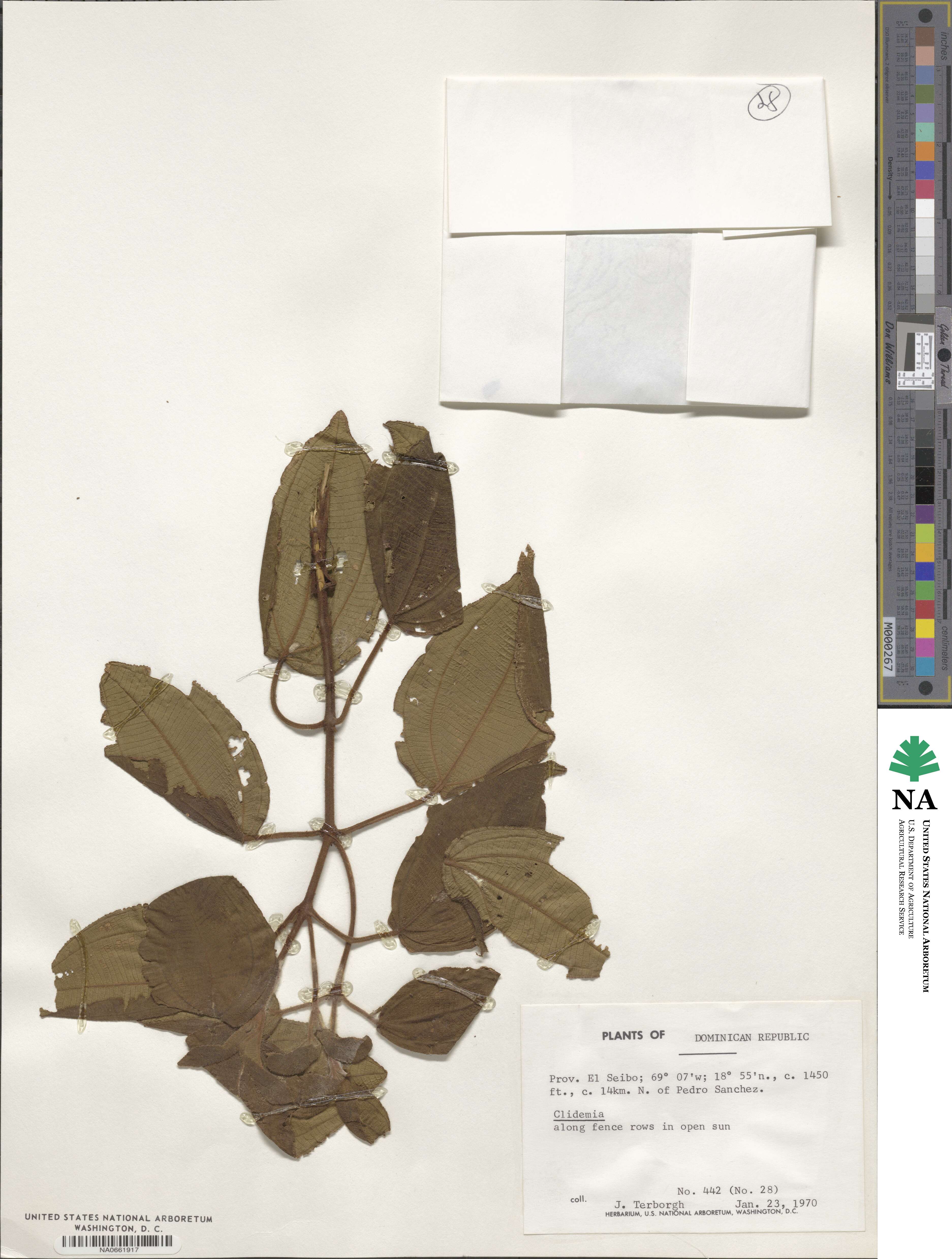 Clidemia image