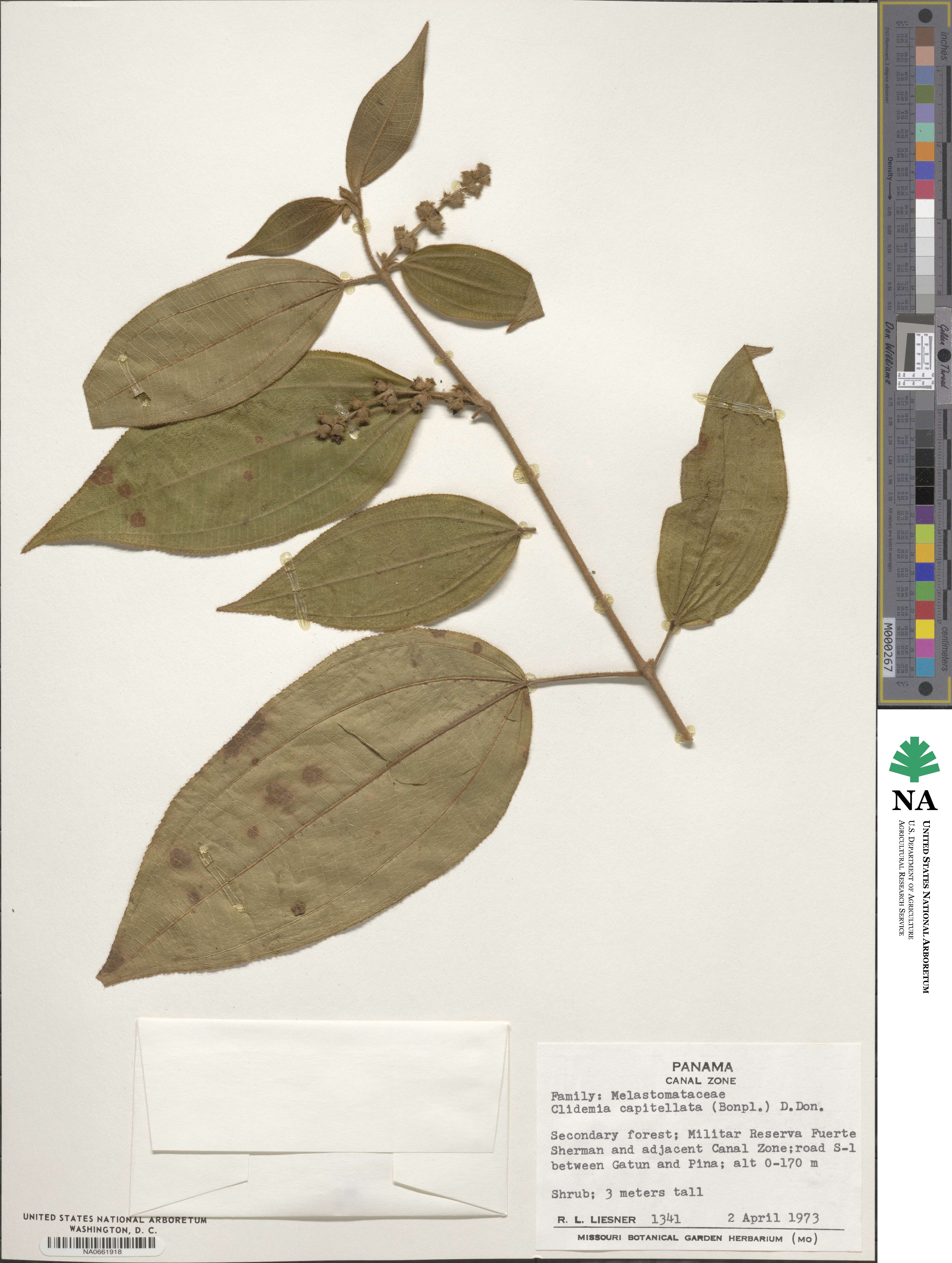 Miconia spicata image