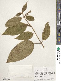 Miconia spicata image