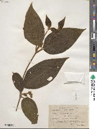 Miconia dependens image