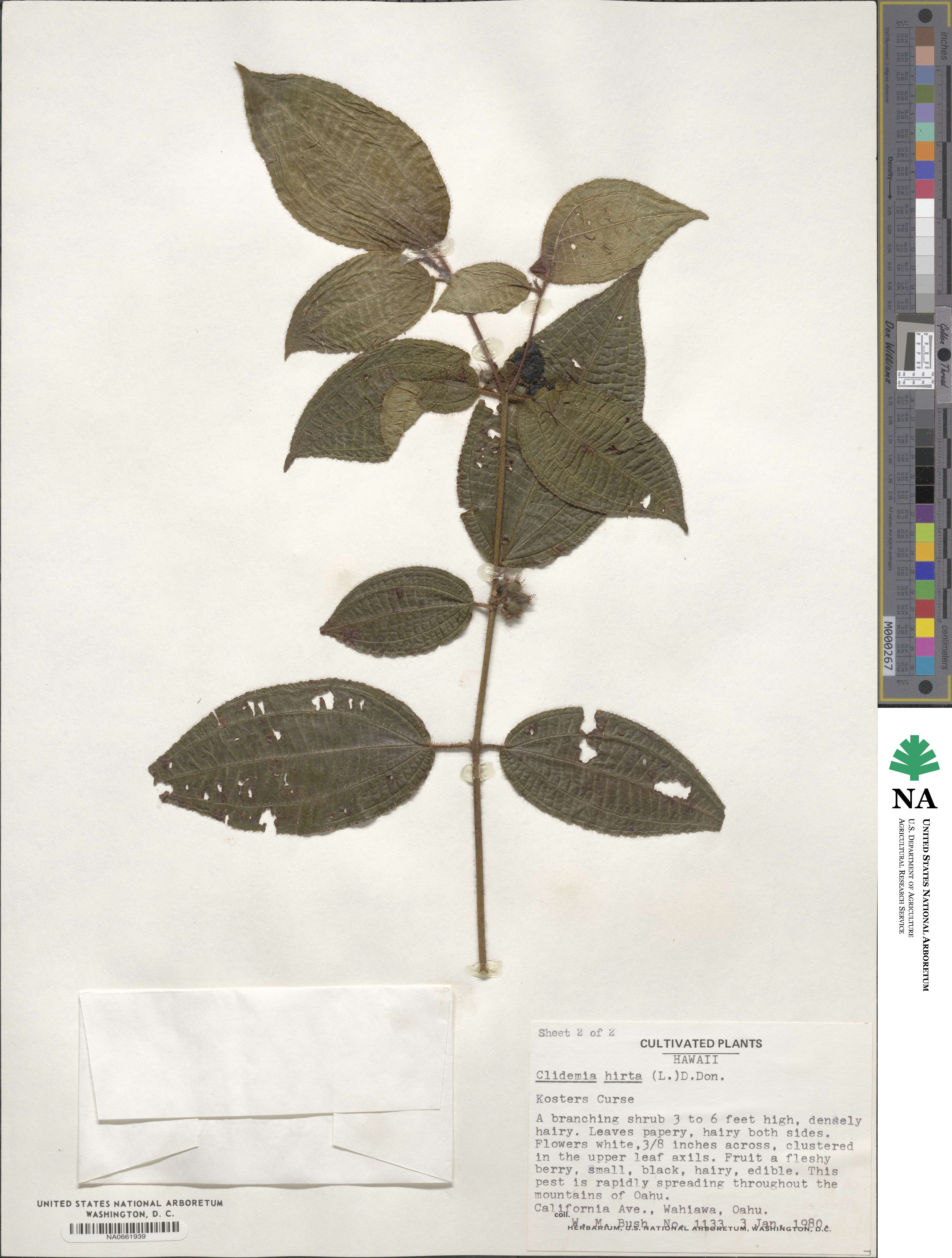 Miconia hirta image