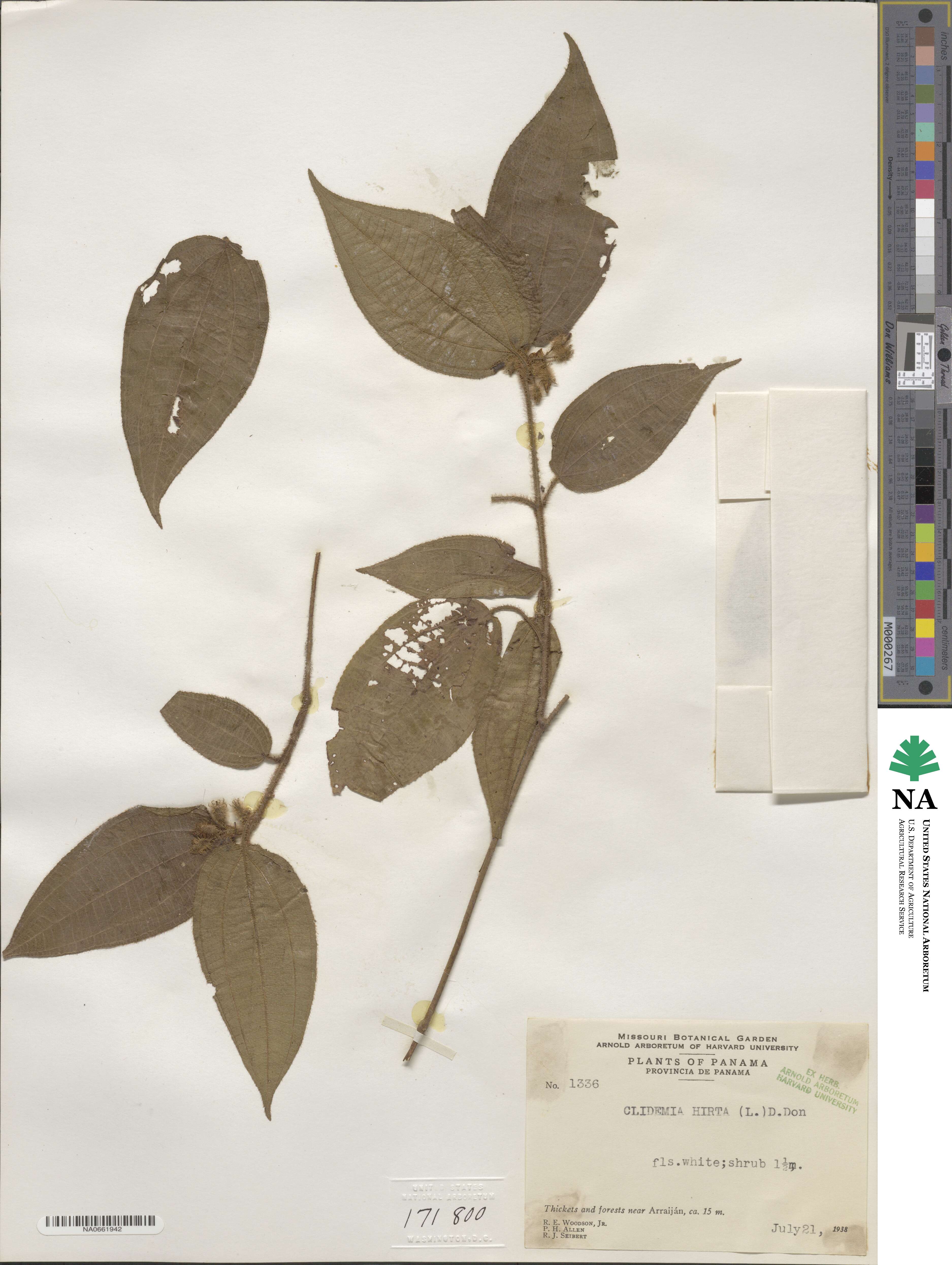 Miconia hirta image