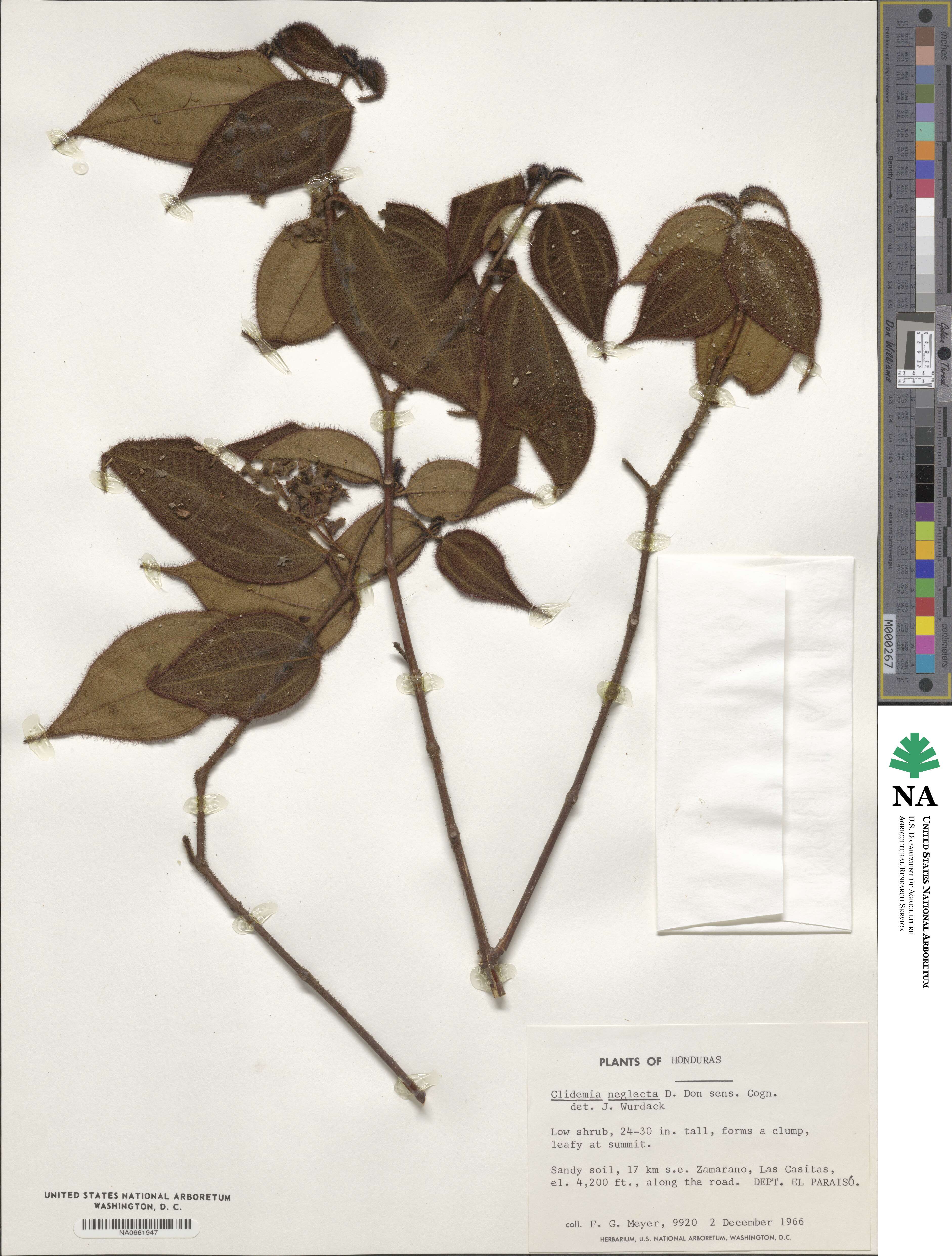 Miconia spicata image