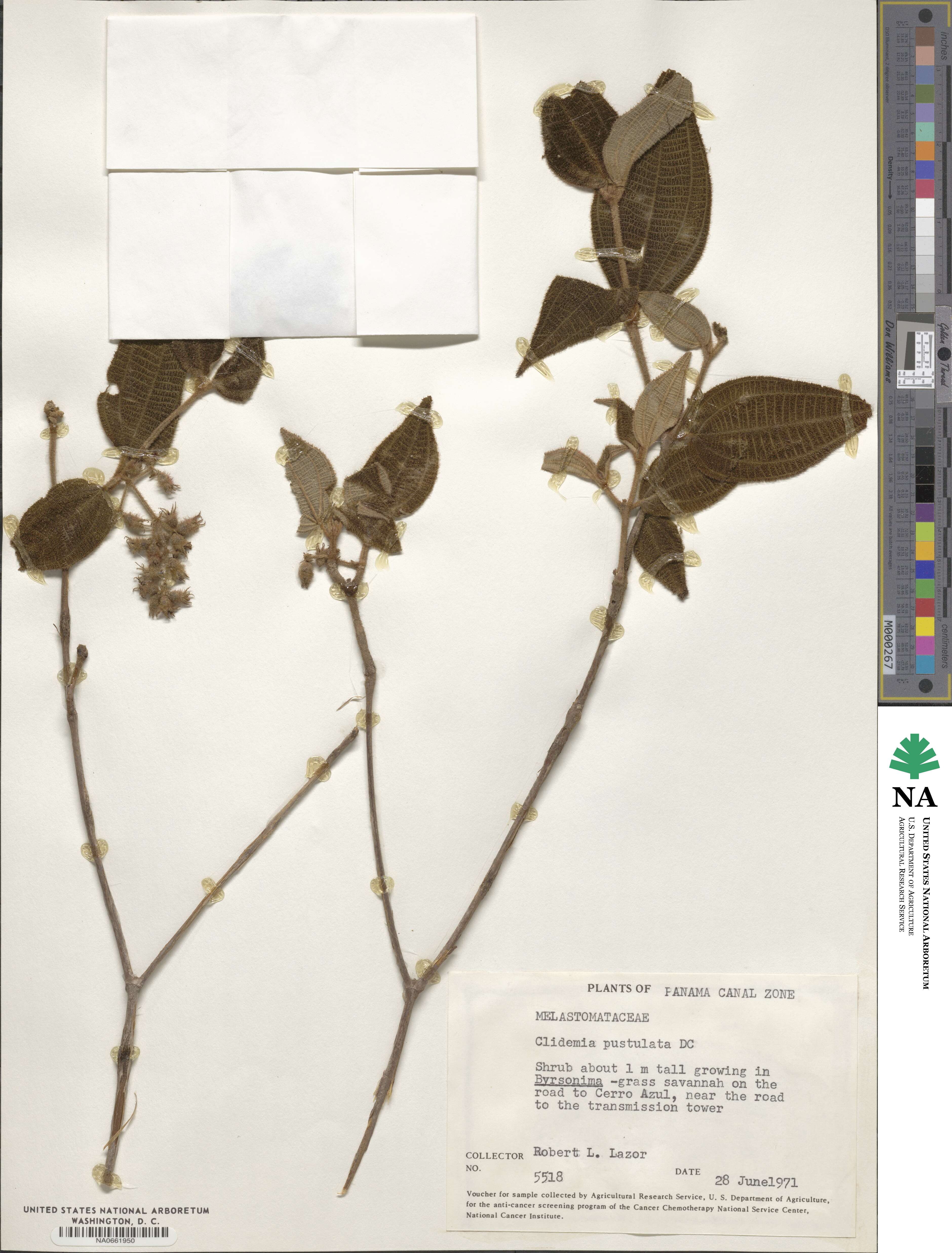 Miconia fenestrata image