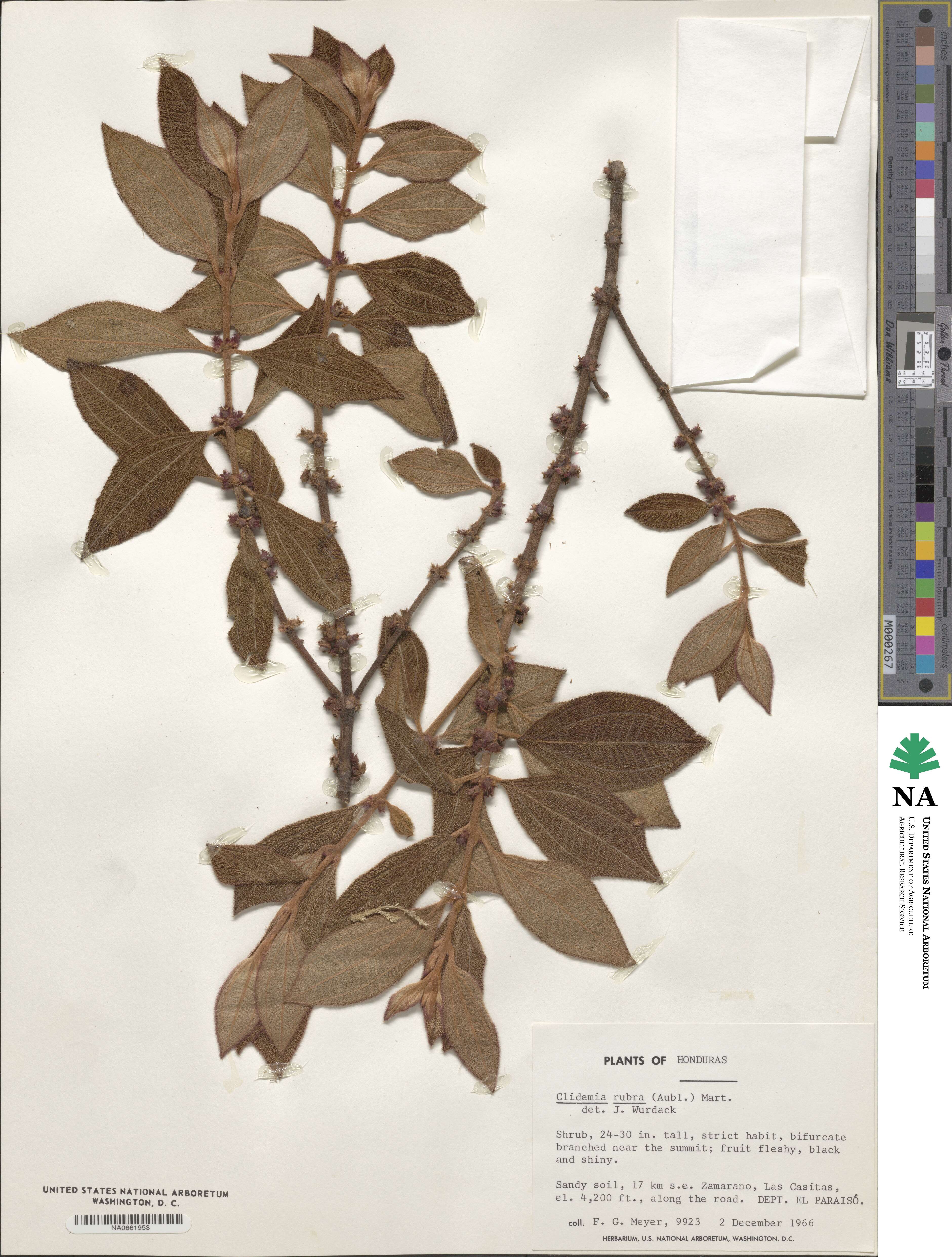 Miconia rubra image
