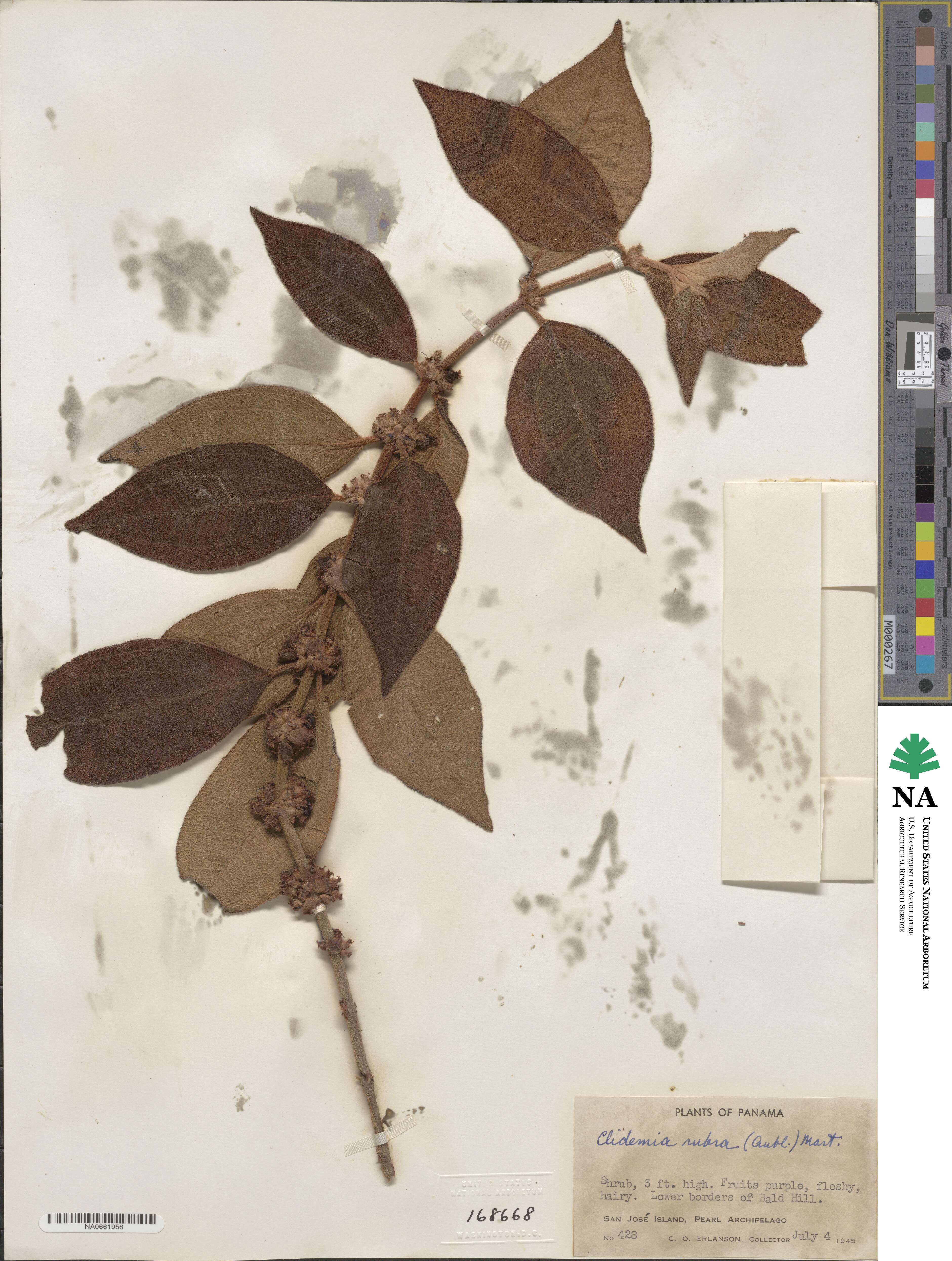 Miconia rubra image