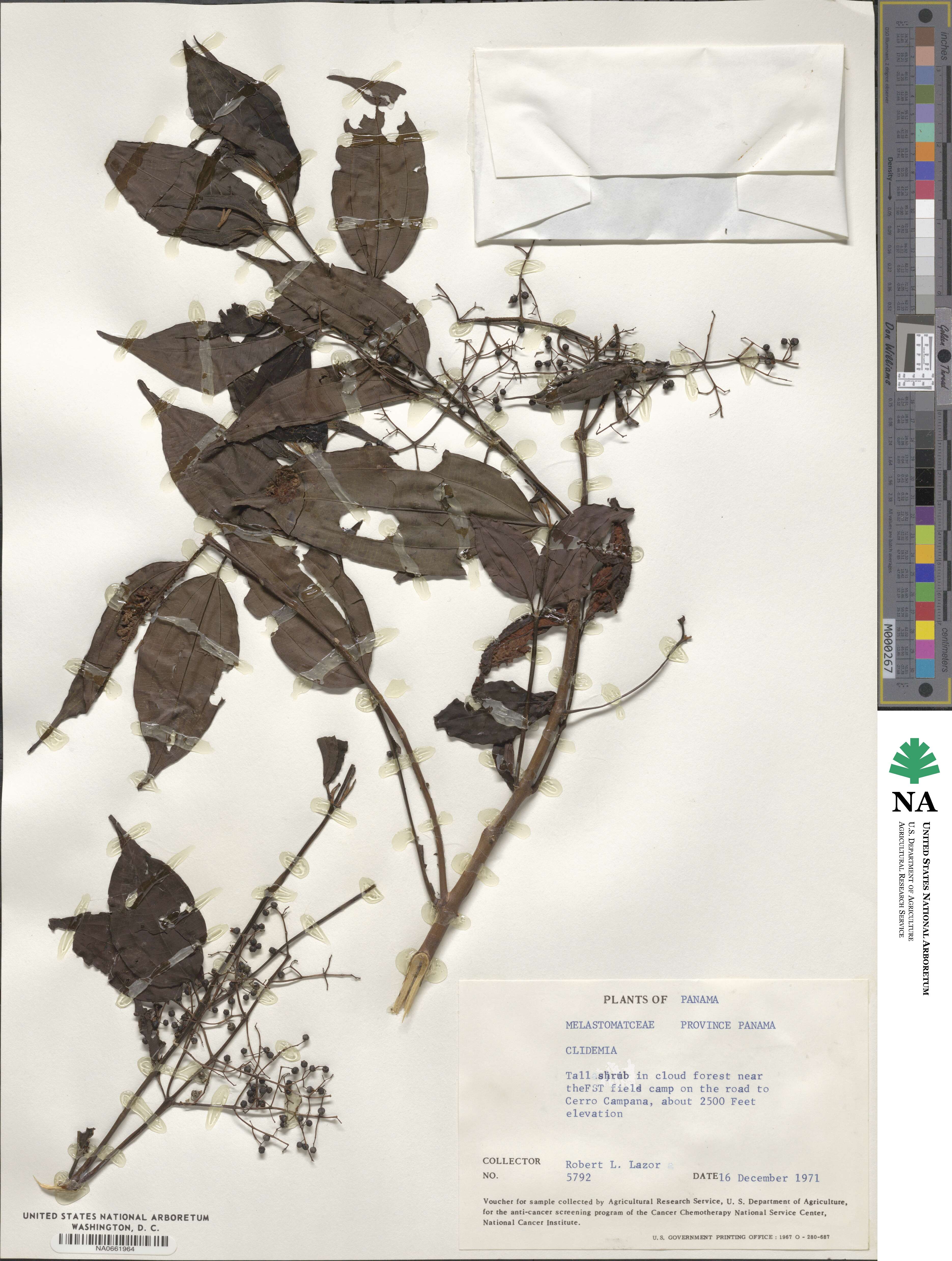 Clidemia image