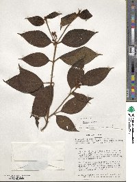 Miconia dentata image