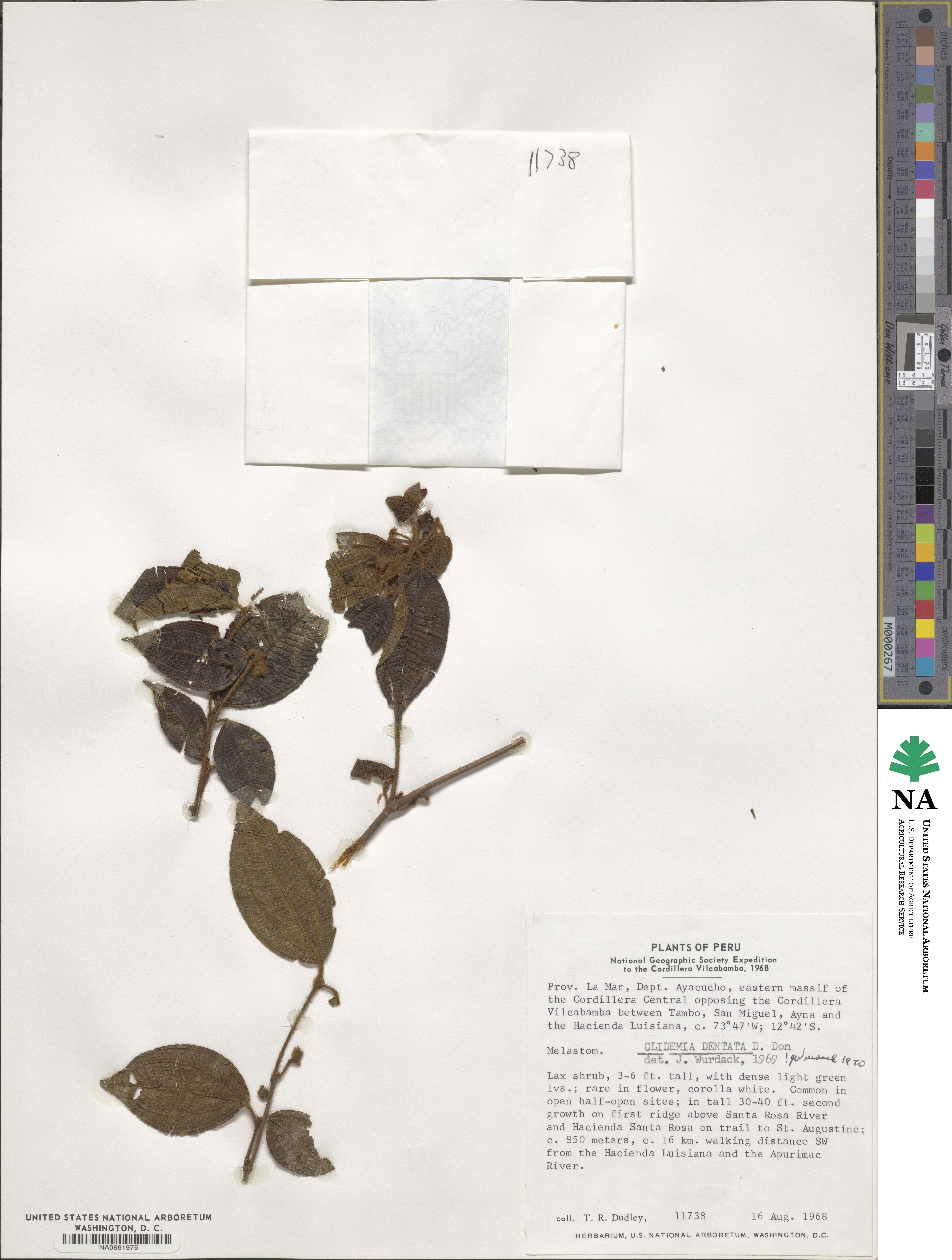 Miconia dentata image