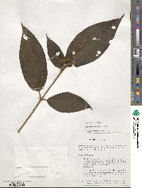 Miconia dentata image