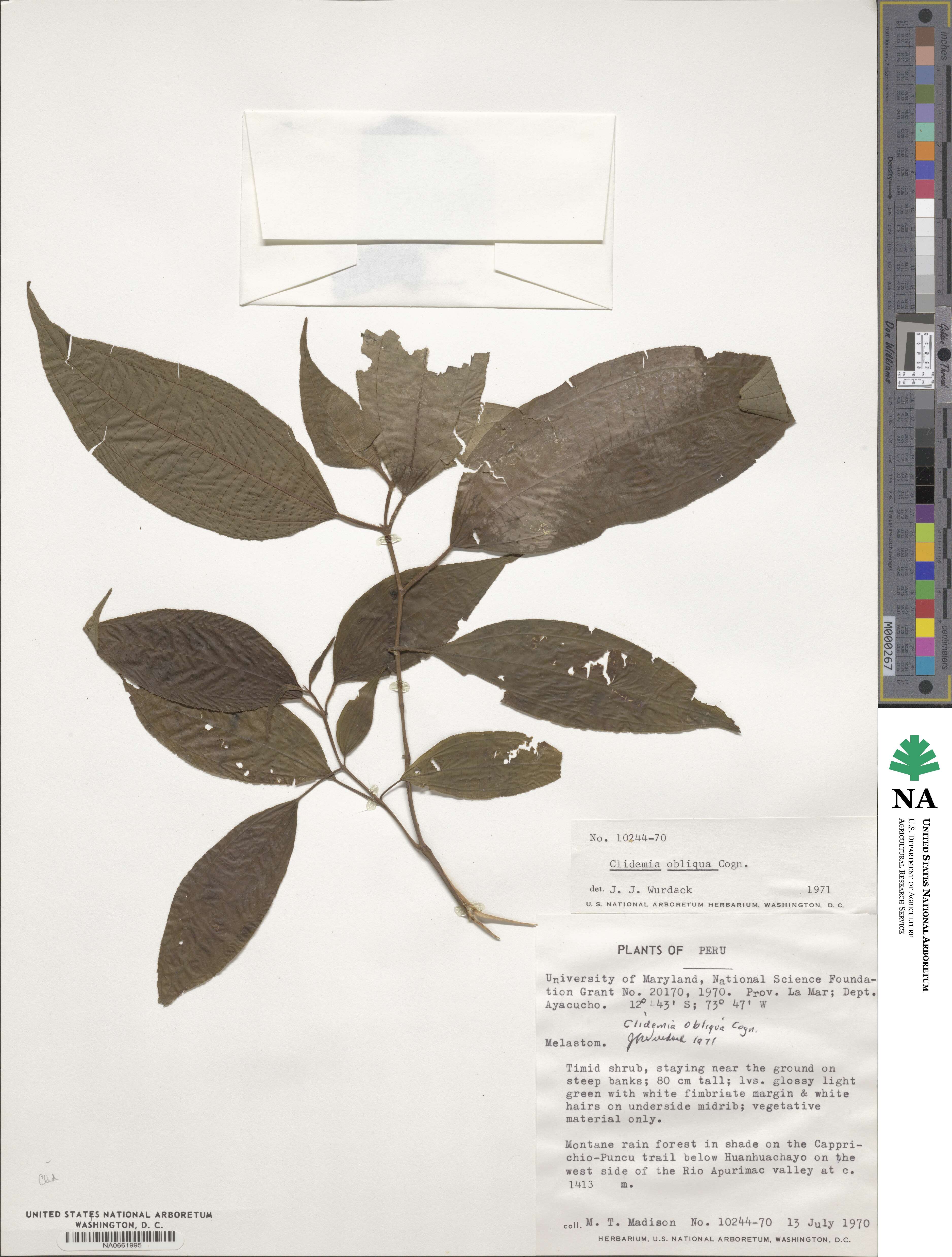 Miconia alaticaulis image