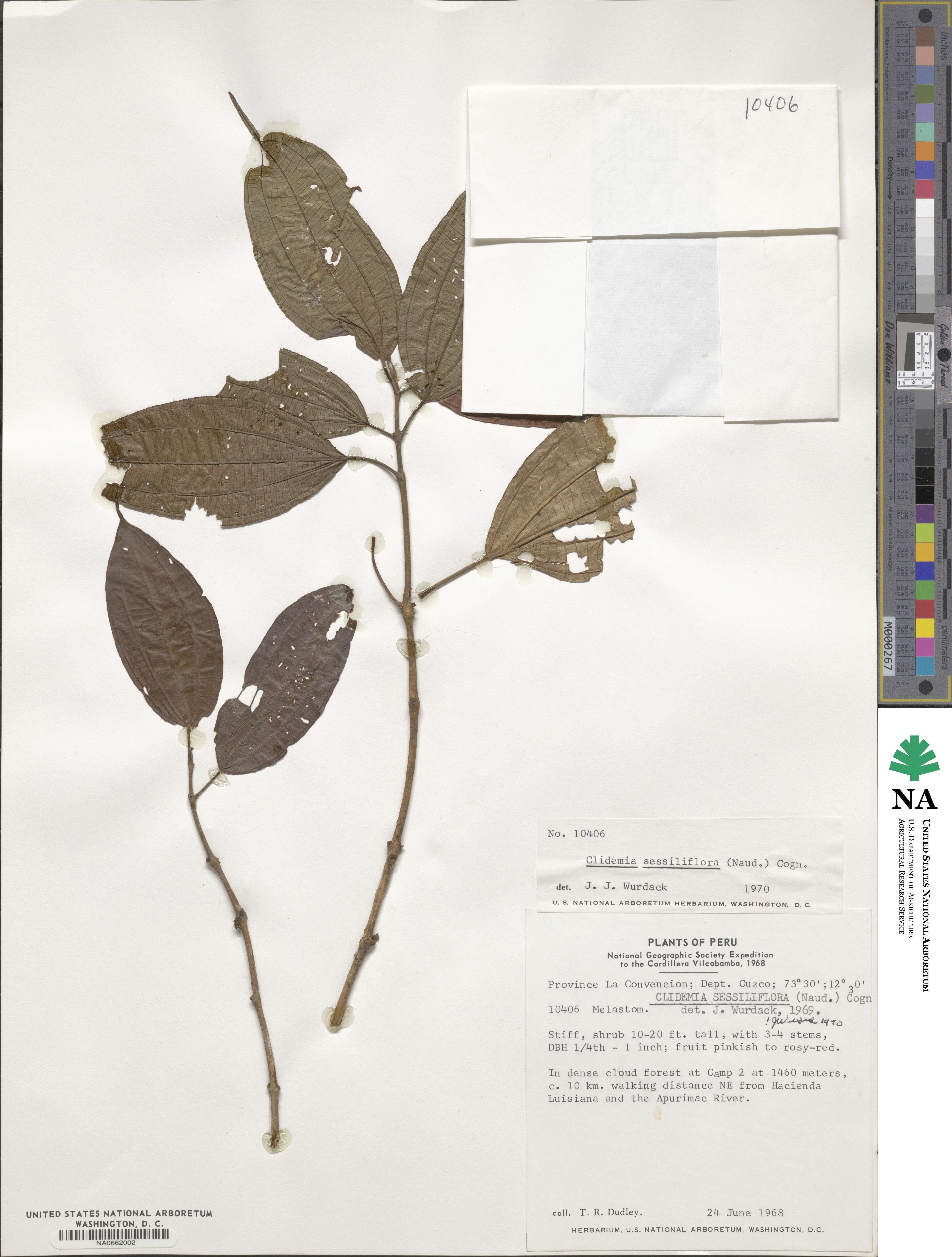 Miconia sessiliflora image