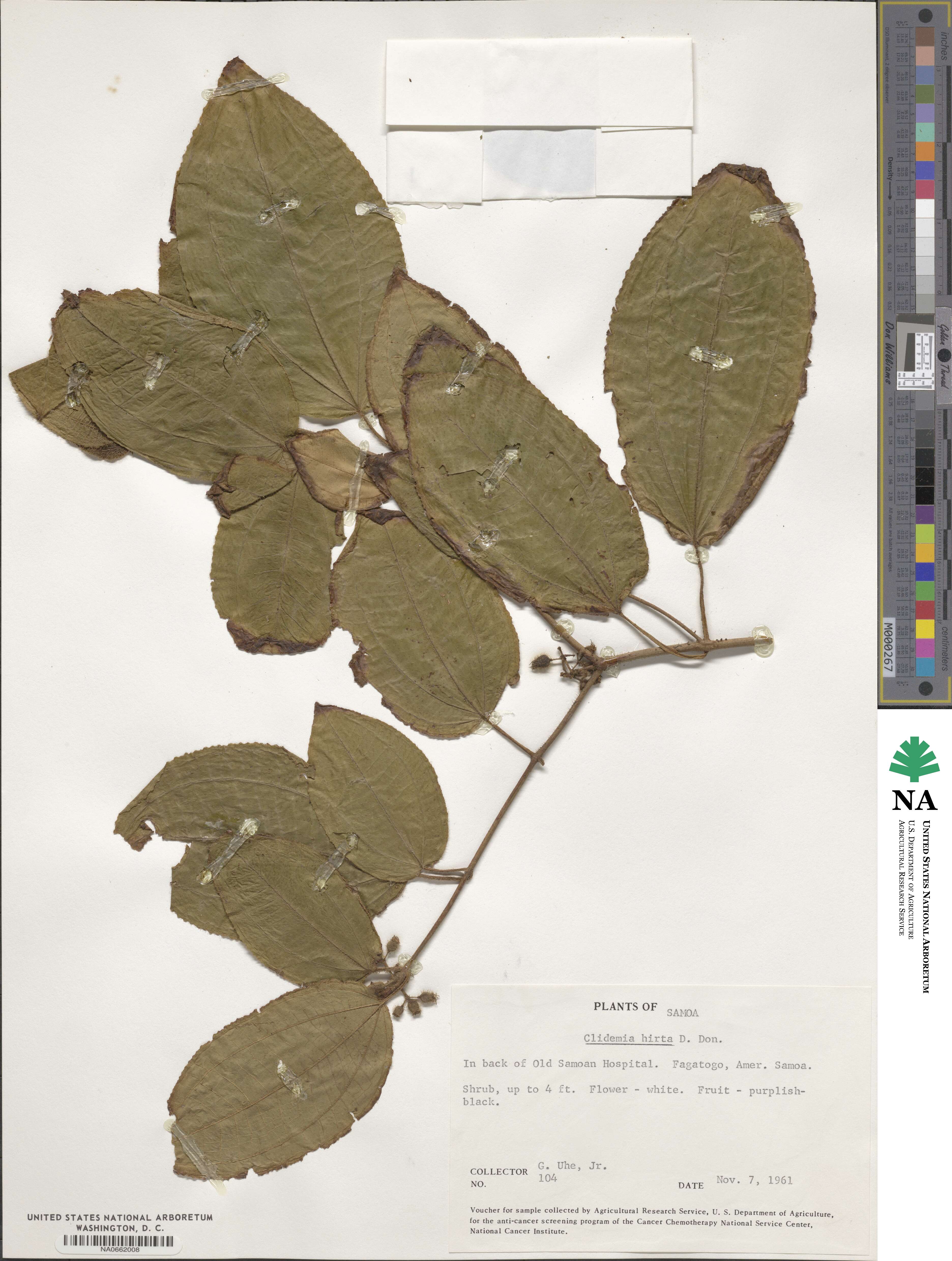 Miconia hirta image