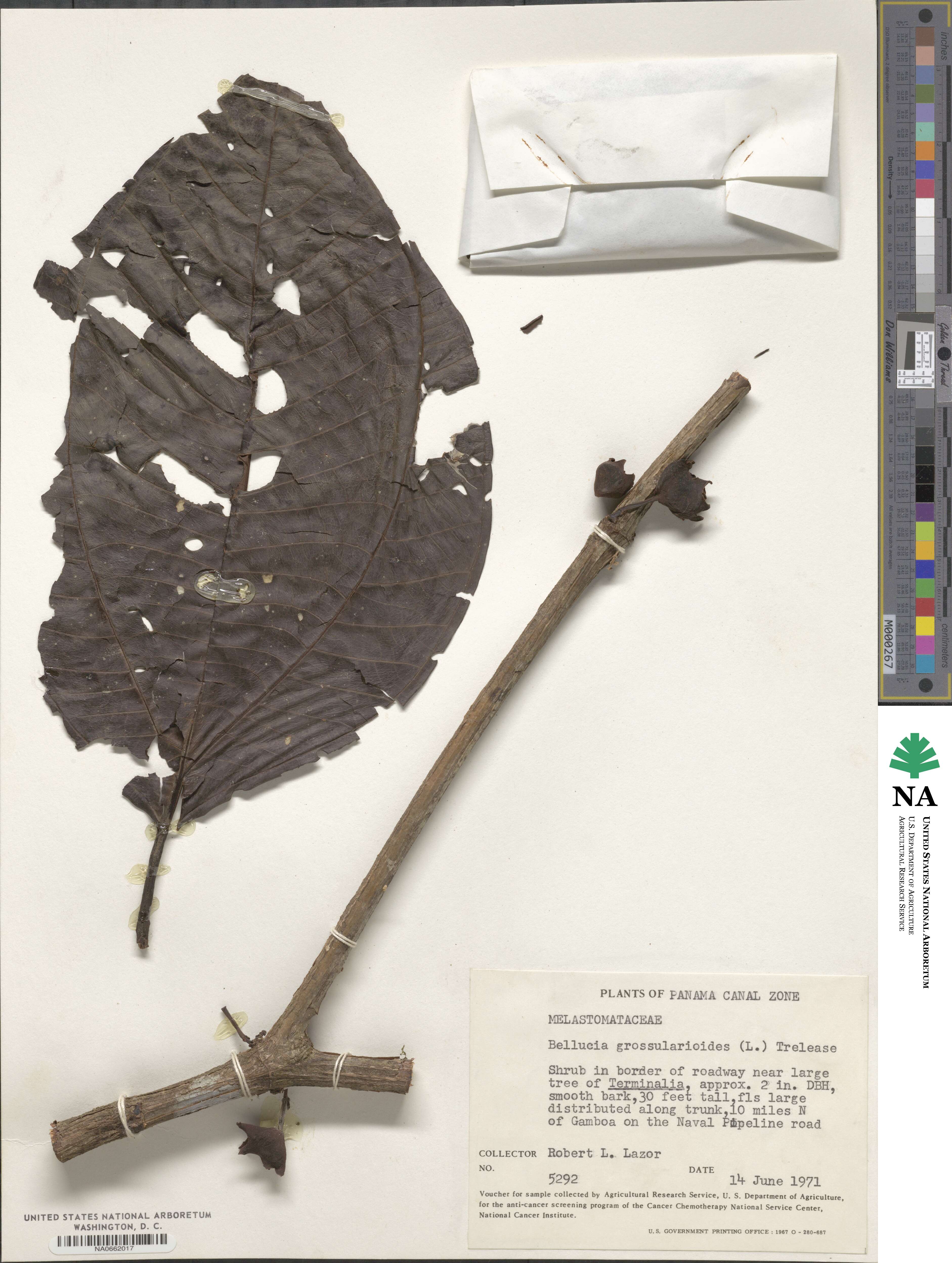 Bellucia grossularioides image