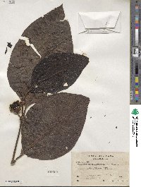 Bellucia grossularioides image