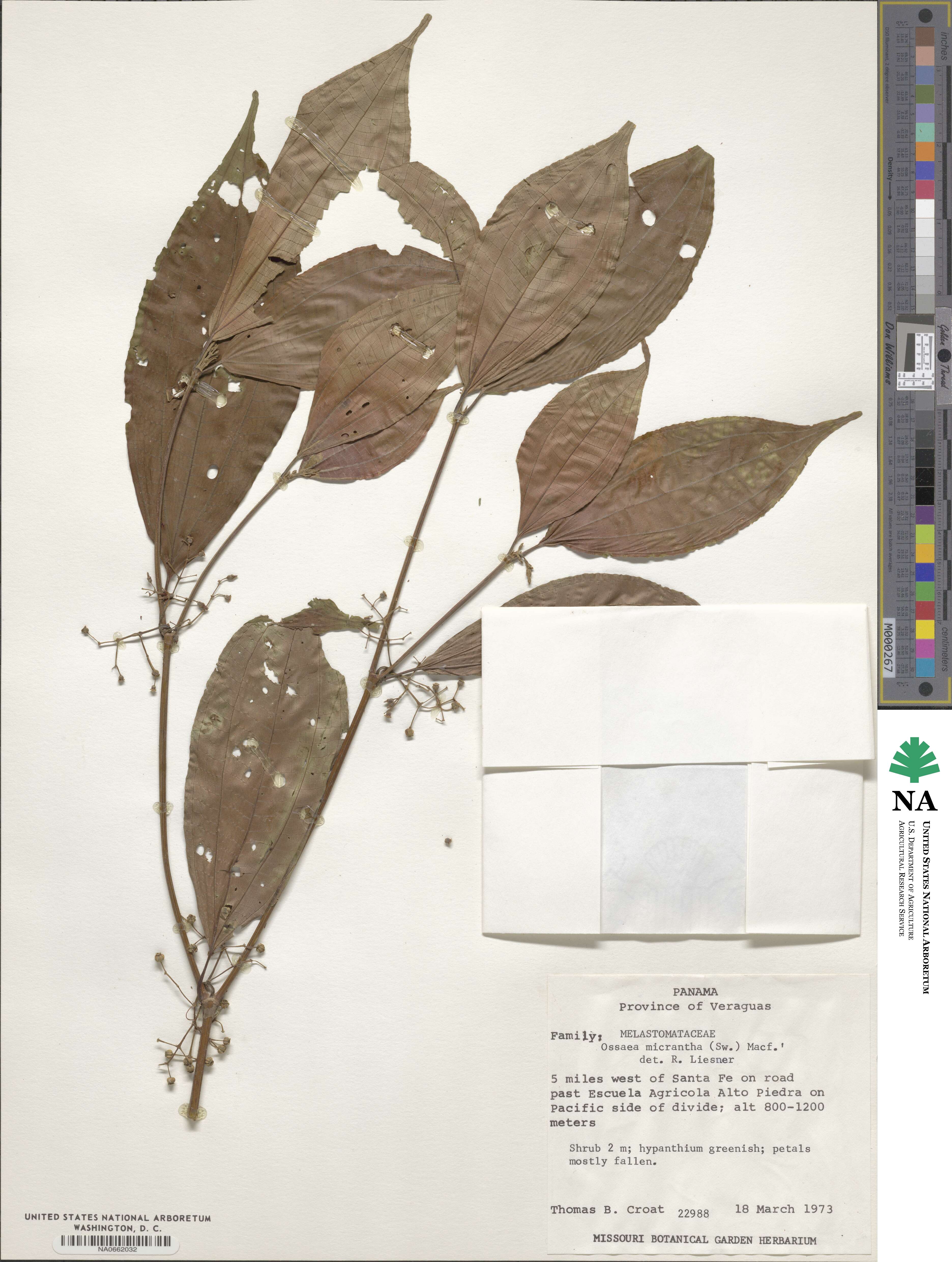 Miconia neomicrantha image