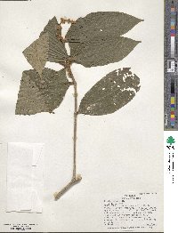 Miconia spiciformis image