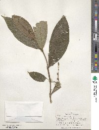 Miconia spiciformis image