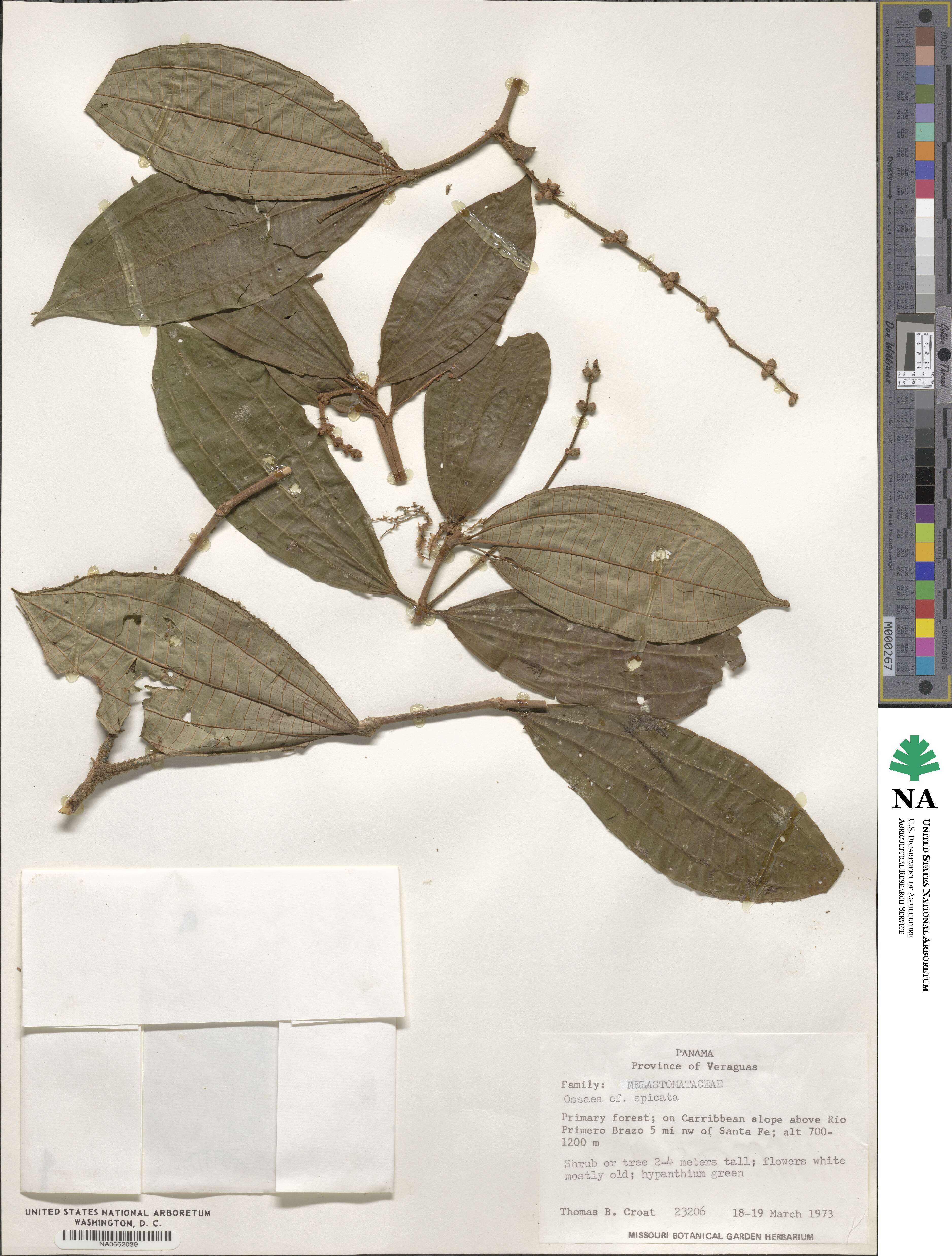 Miconia spiciformis image