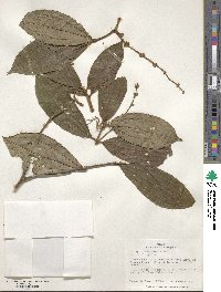 Miconia spiciformis image