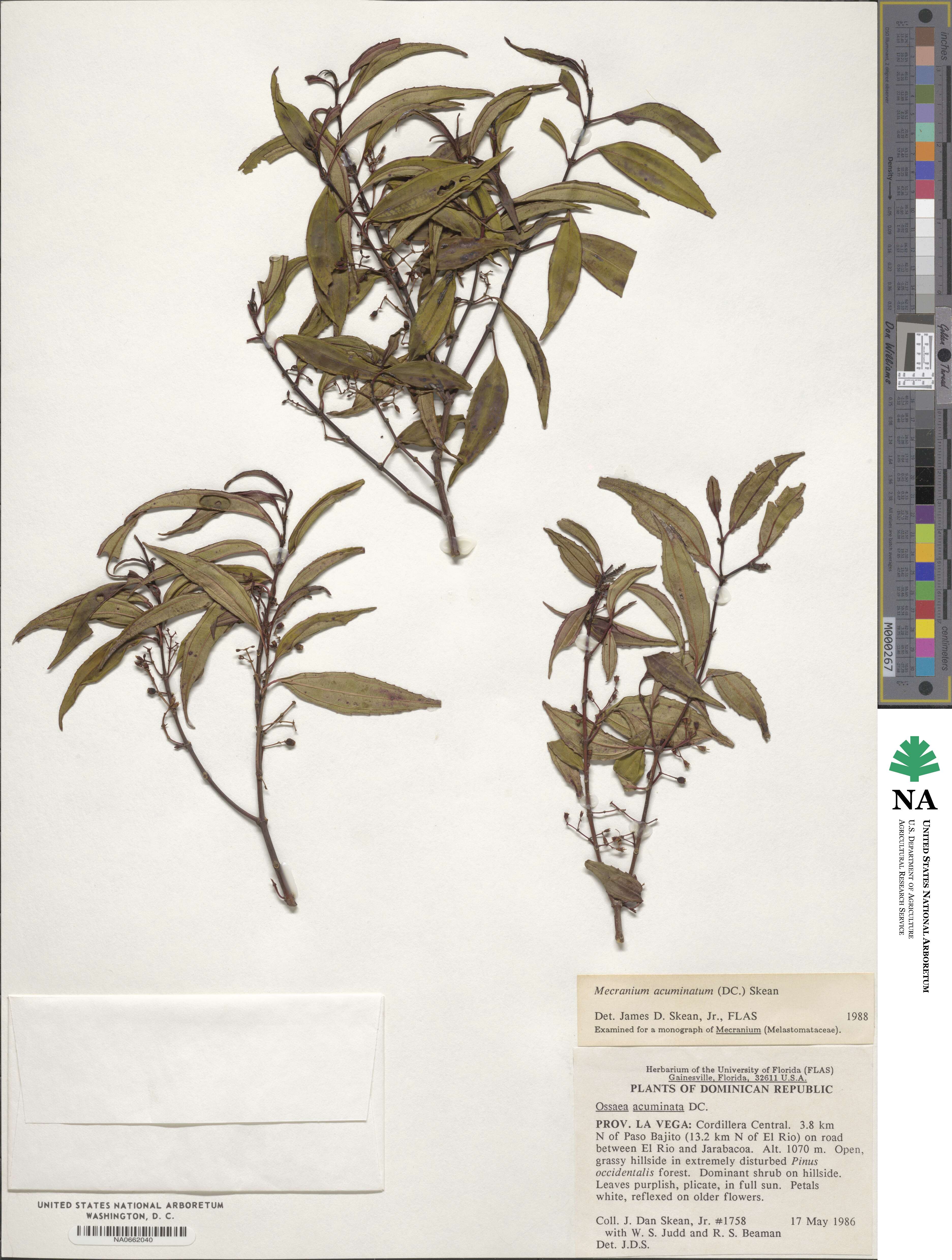 Miconia acuminoides image